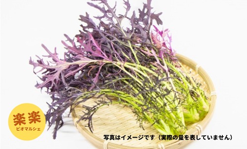 赤からし菜