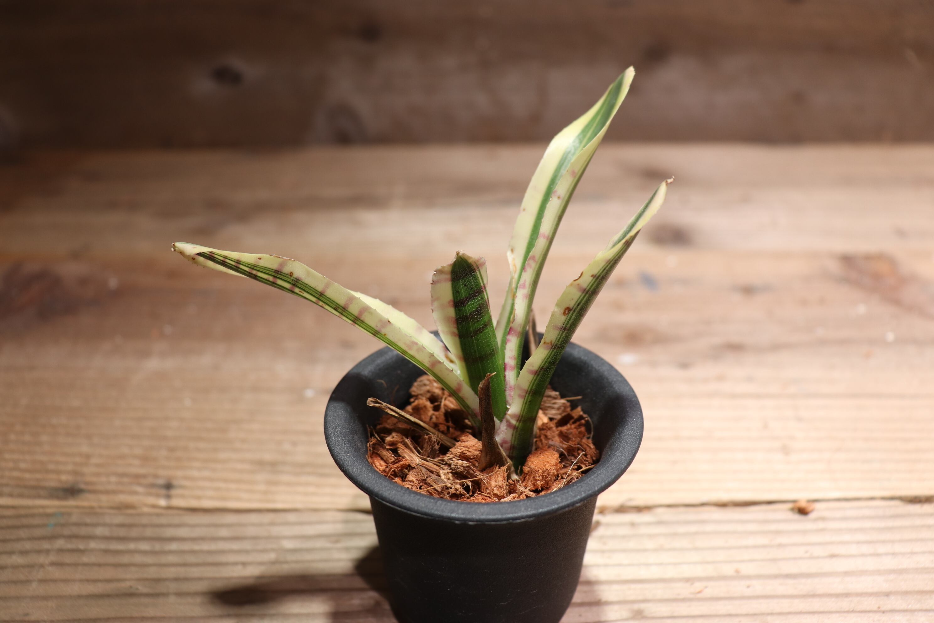 送料無料】Neoregelia 'Toy Tiger'〔ネオレゲリア〕現品発送N0195