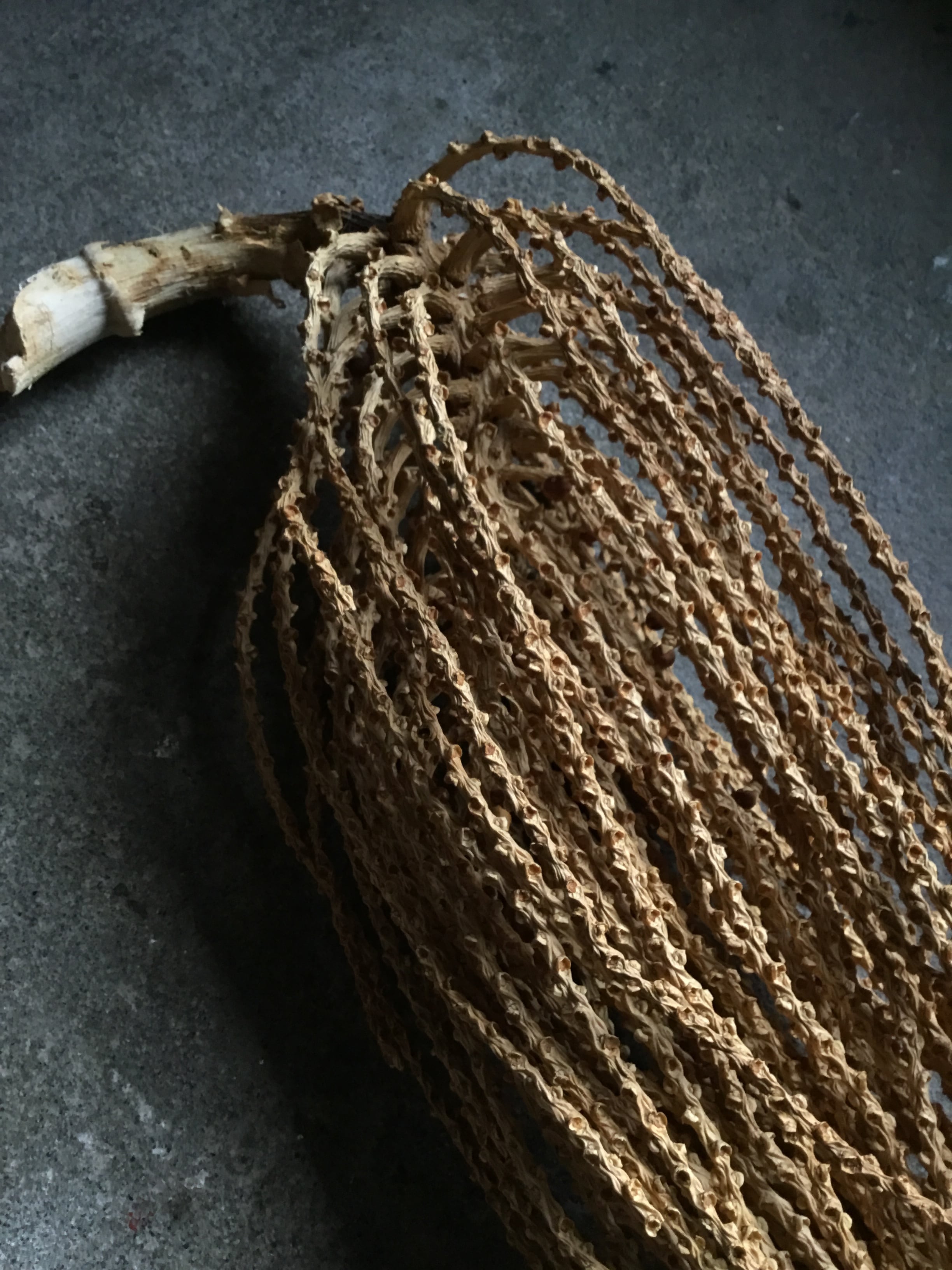 カリオタ ドレッド ドライフラワー | MEmENTO Dried flower