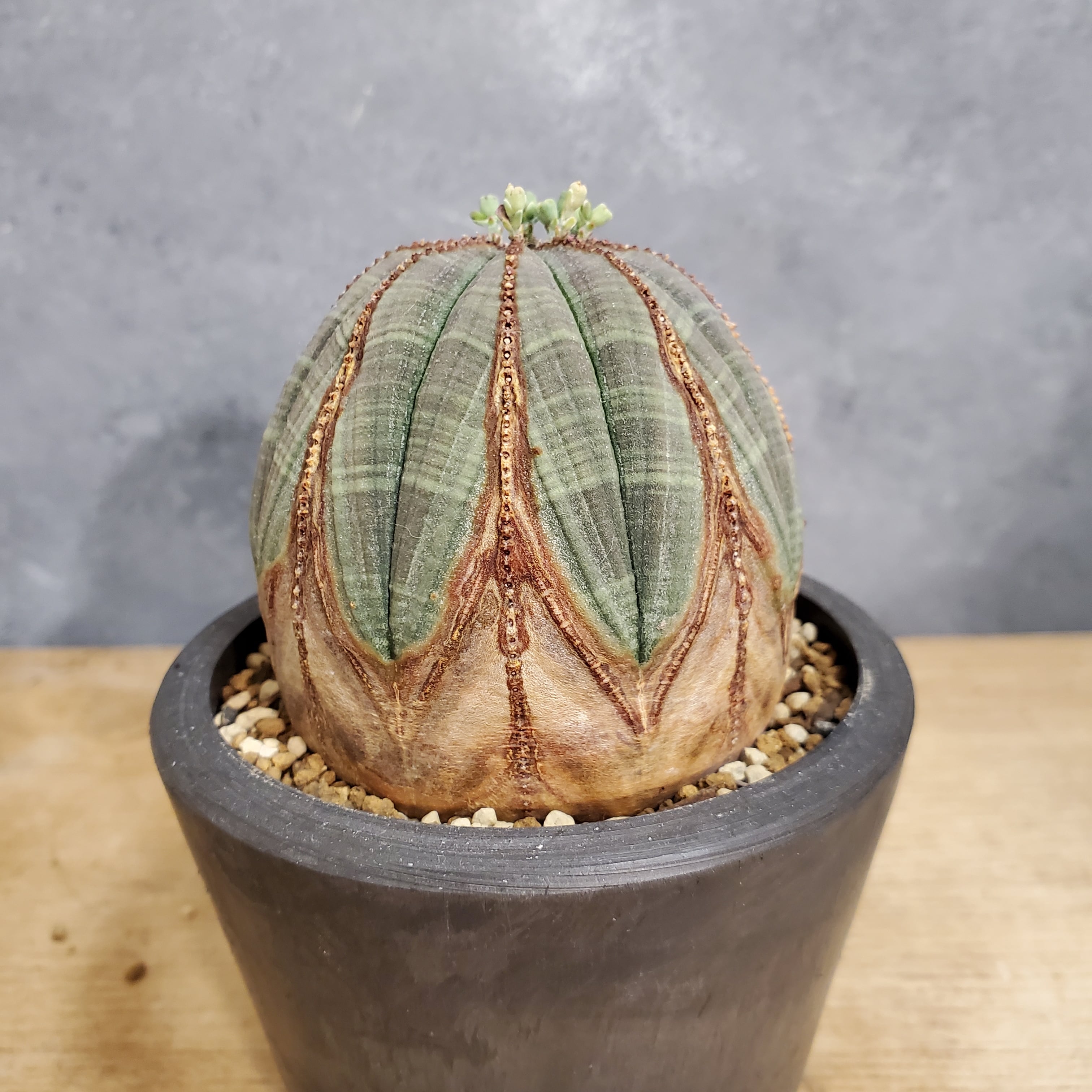 【木質化クラウンタイプ】Euphorbia Obesa ユーフォルビア オベサ 木質化 | Libaran_Plants〜ユーフォルビア オベサ  専門店オンラインスト〜 powered by BASE