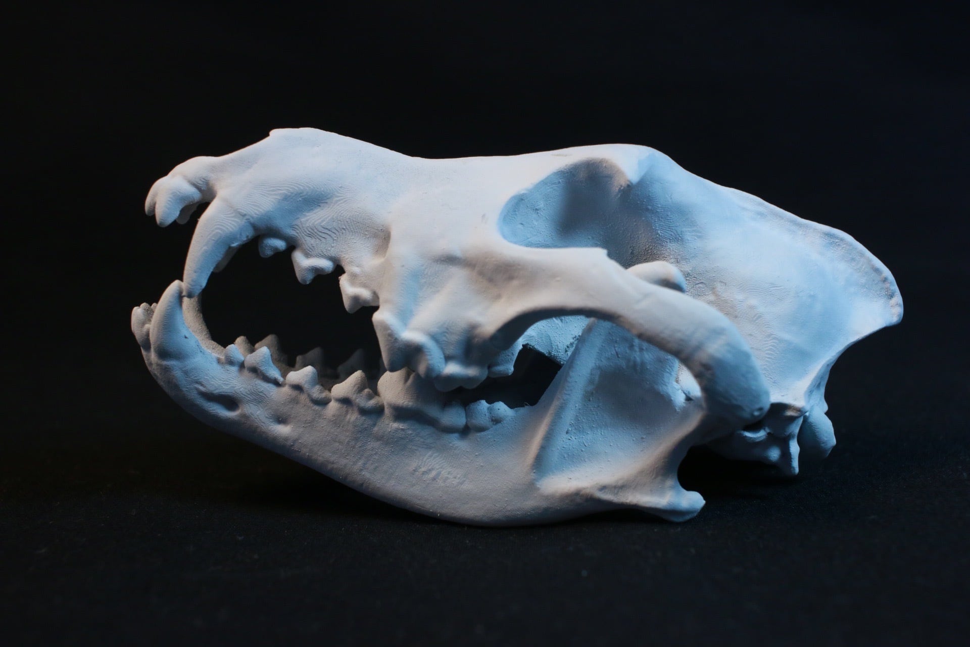 タイリクオオカミ頭骨レプリカ【手のひらサイズ】 | アンフィ合同会社