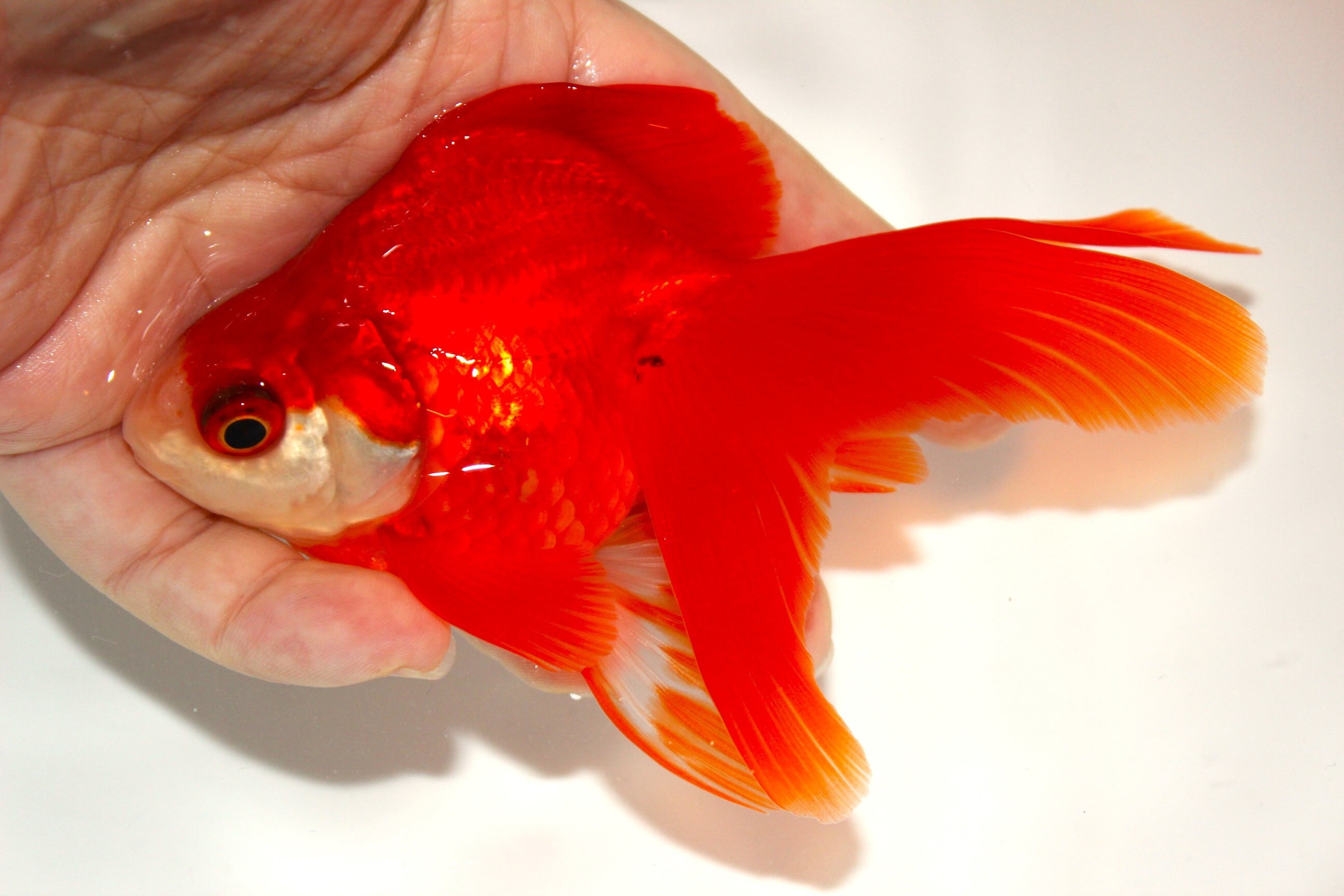 荻野養魚場産 二才 琉金（赤勝ち更紗）＃1220-01 | 金魚専門店 和の美