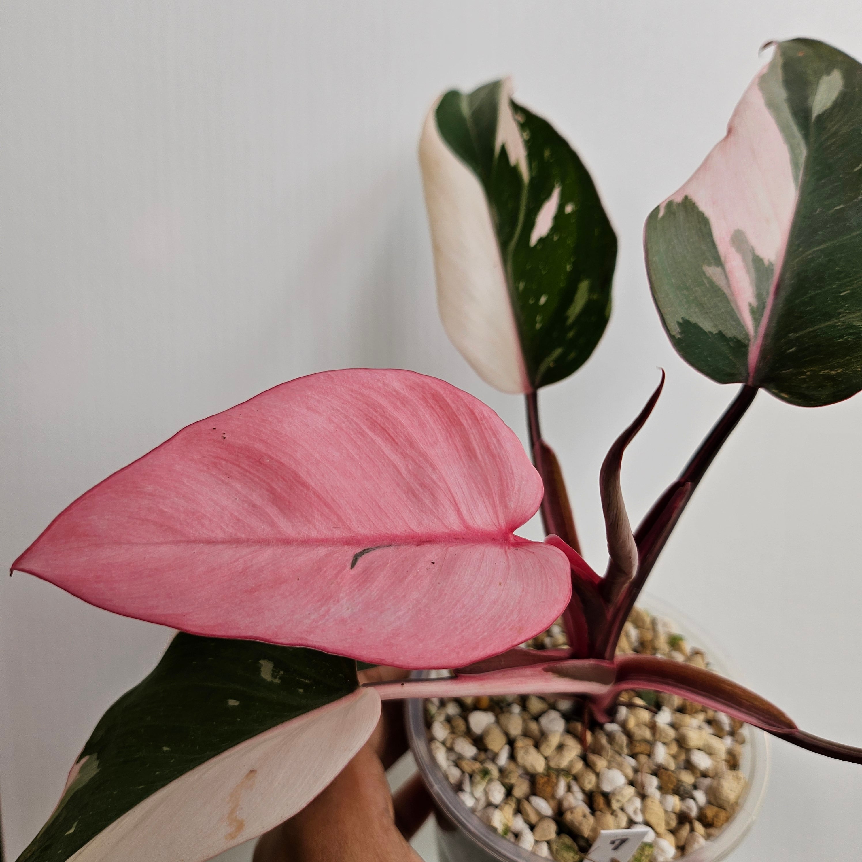 ⑦〔フィロデンドロン ピンクプリンセス マープル〕Philodendron Pink