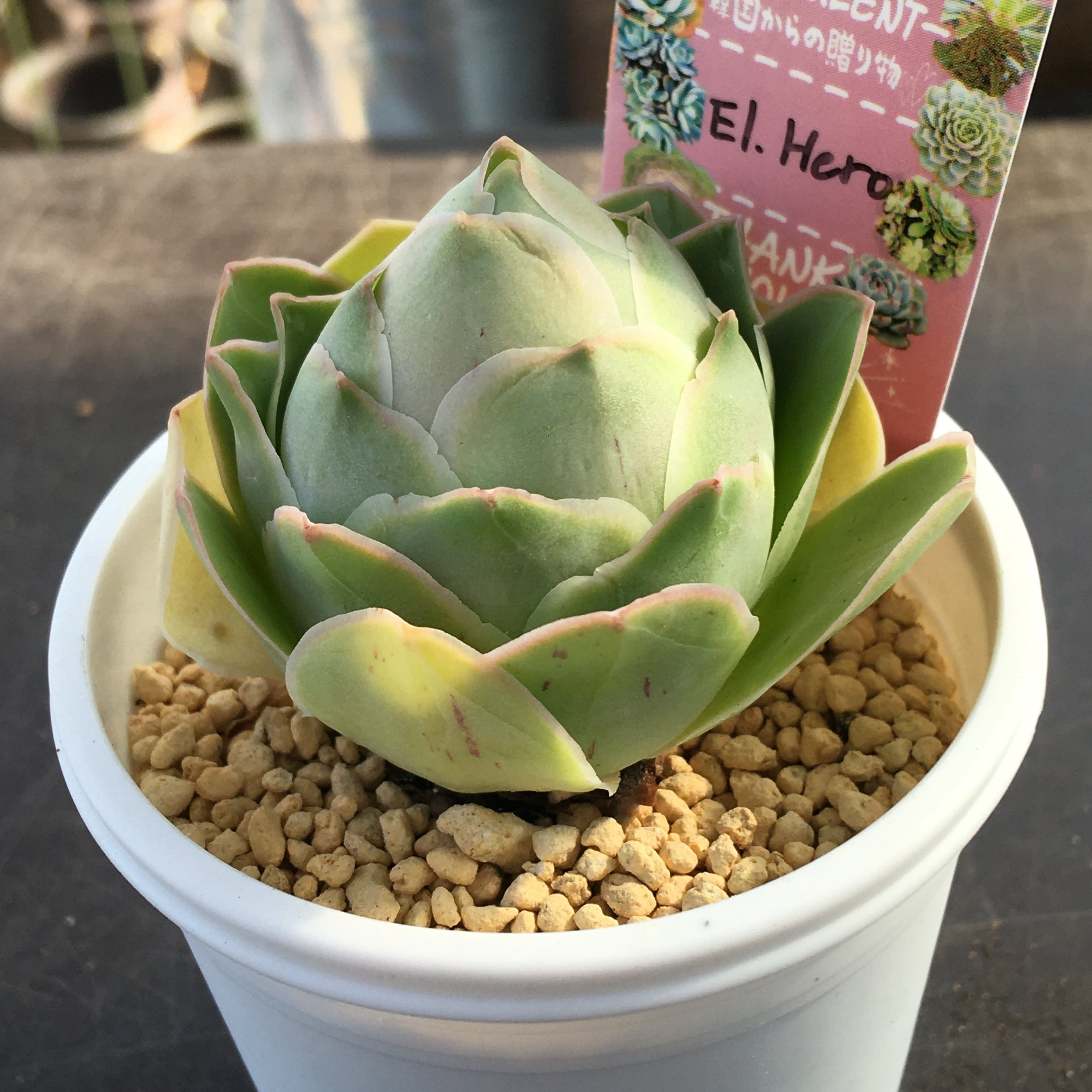 EI.Hero 韓国苗 | RuPo 多肉植物専門店
