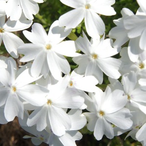 芝桜　初恋