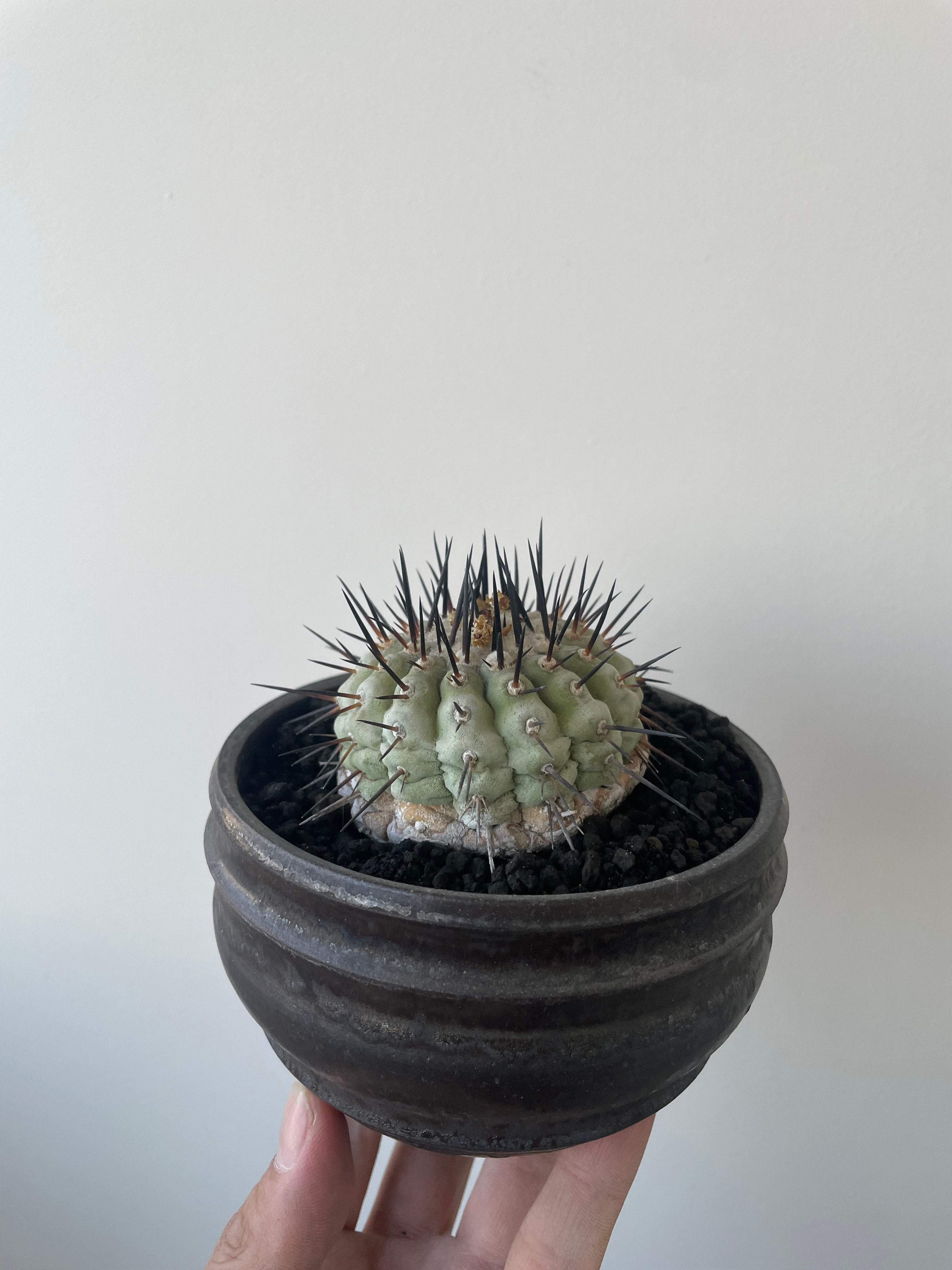 Copiapoa cinerea 古株 × deracine factory 【国内作り込み黒王丸