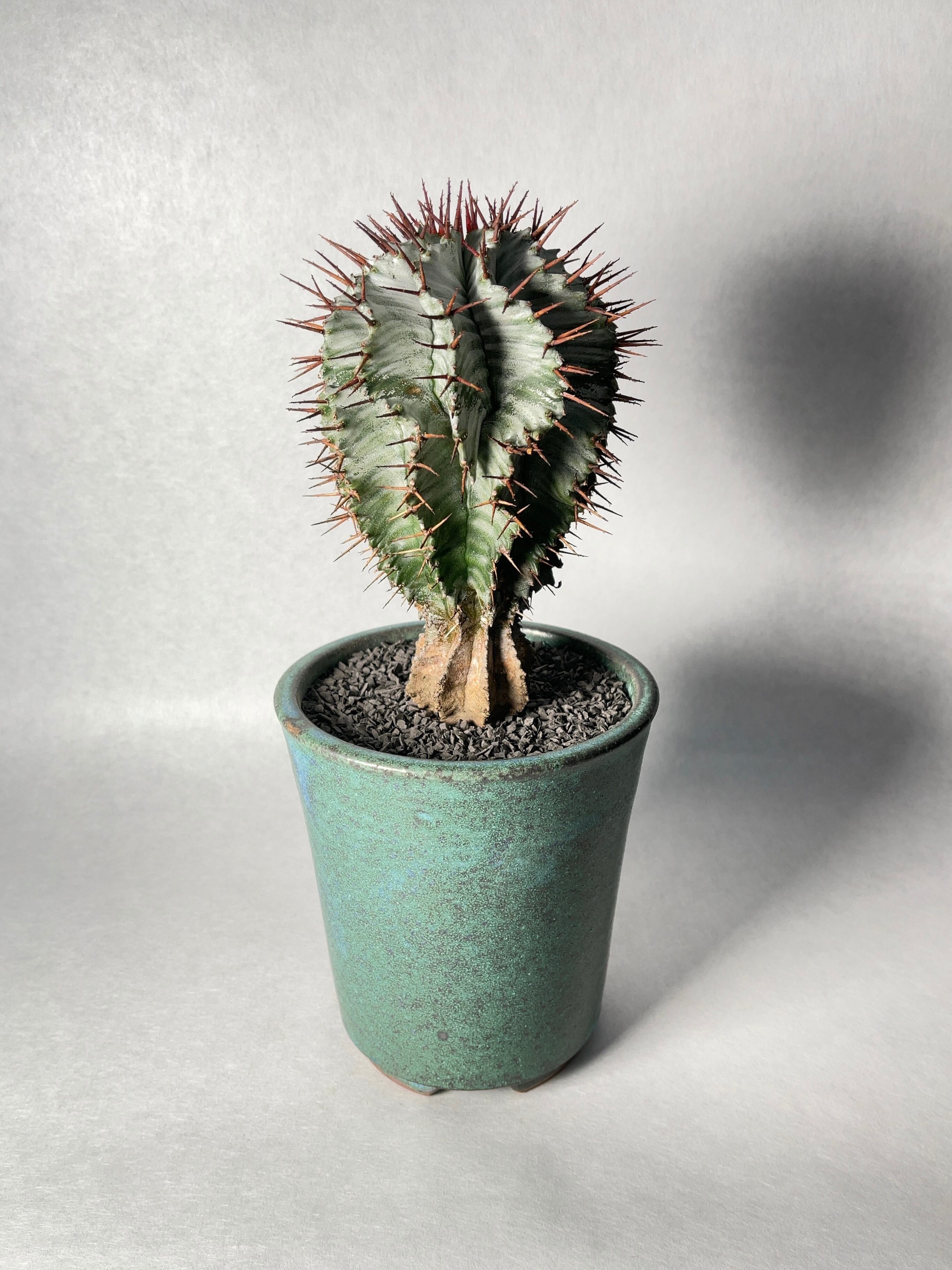 激渋 ユーフォルビア オールド ホリダ 激渋 ユーフォルビア オールド ホリダ euphorbia horrida《M