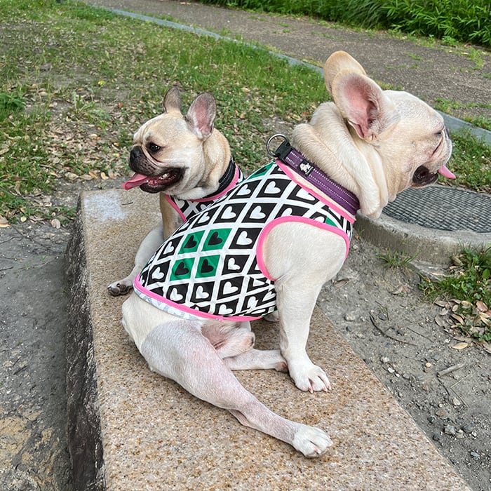 Item014 数量限定30枚 2点セット 犬服 お揃い ペットとお揃い フレンチブルドッグ フレブル タンクトップ ルームパンツ ペット ペアルック 綿100 犬 春 夏 薄服 ピンク グリーン 部屋着 ルームパンツ 寝ズボン ルームウェア 可愛い おしゃれ伸縮性有 ネコ服 小型犬