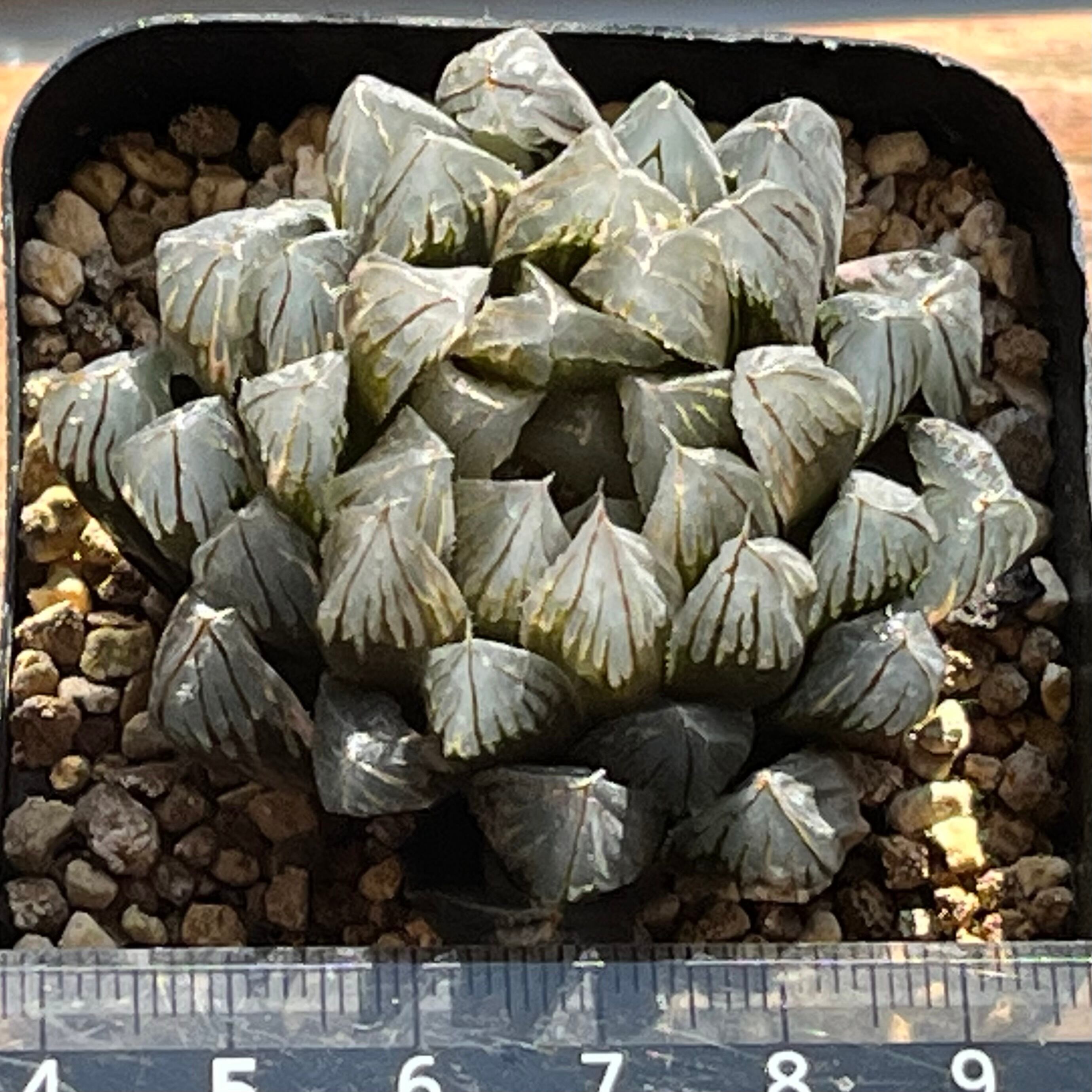 ハオルチア 黒玉露錦 霓虹灯 | mocono_plants