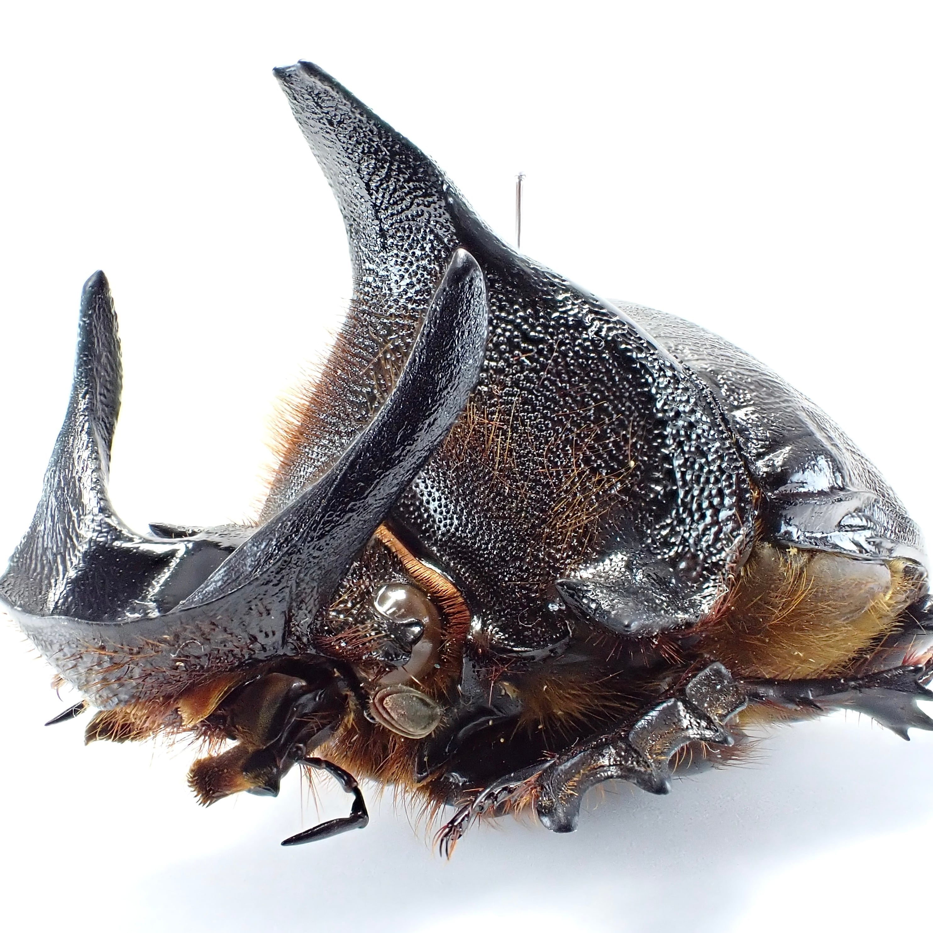 ザンビア産 Heliocopris andersoni ♂♀ 56mm/52mm XXL | 昆虫標本