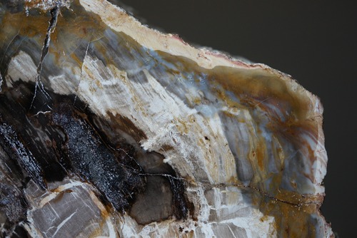 マダガスカル産ペトリファイドウッド Araucarioxylon 1172