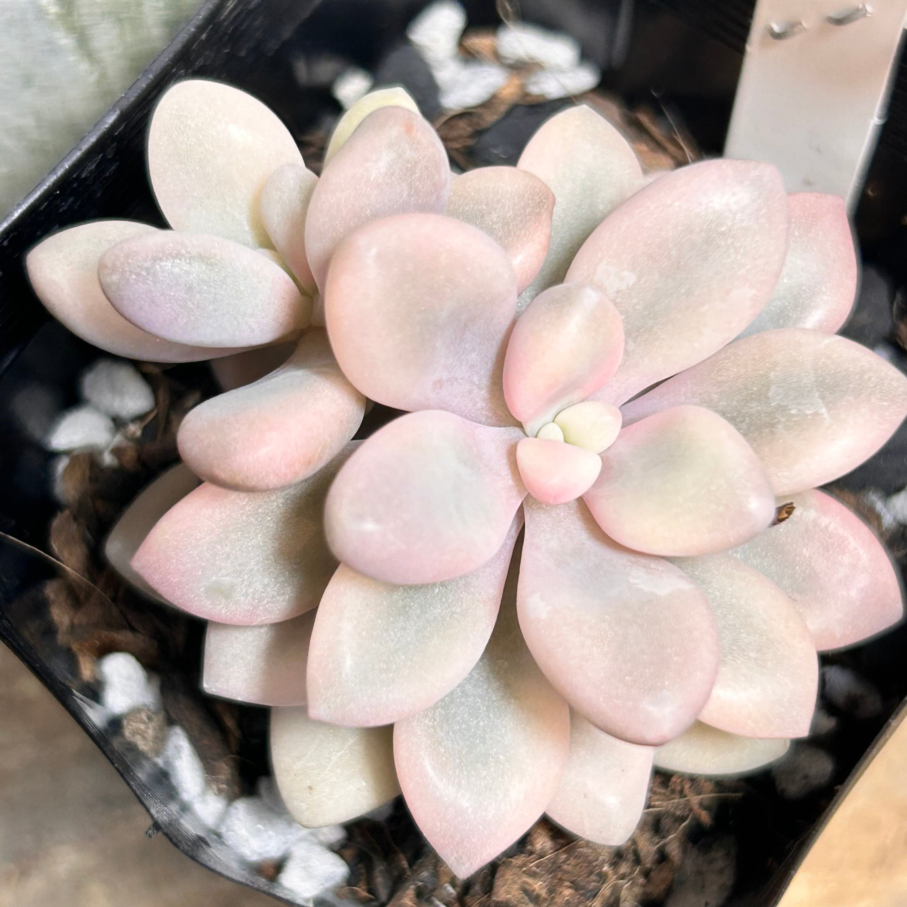 錦 | RuPo 多肉植物専門店