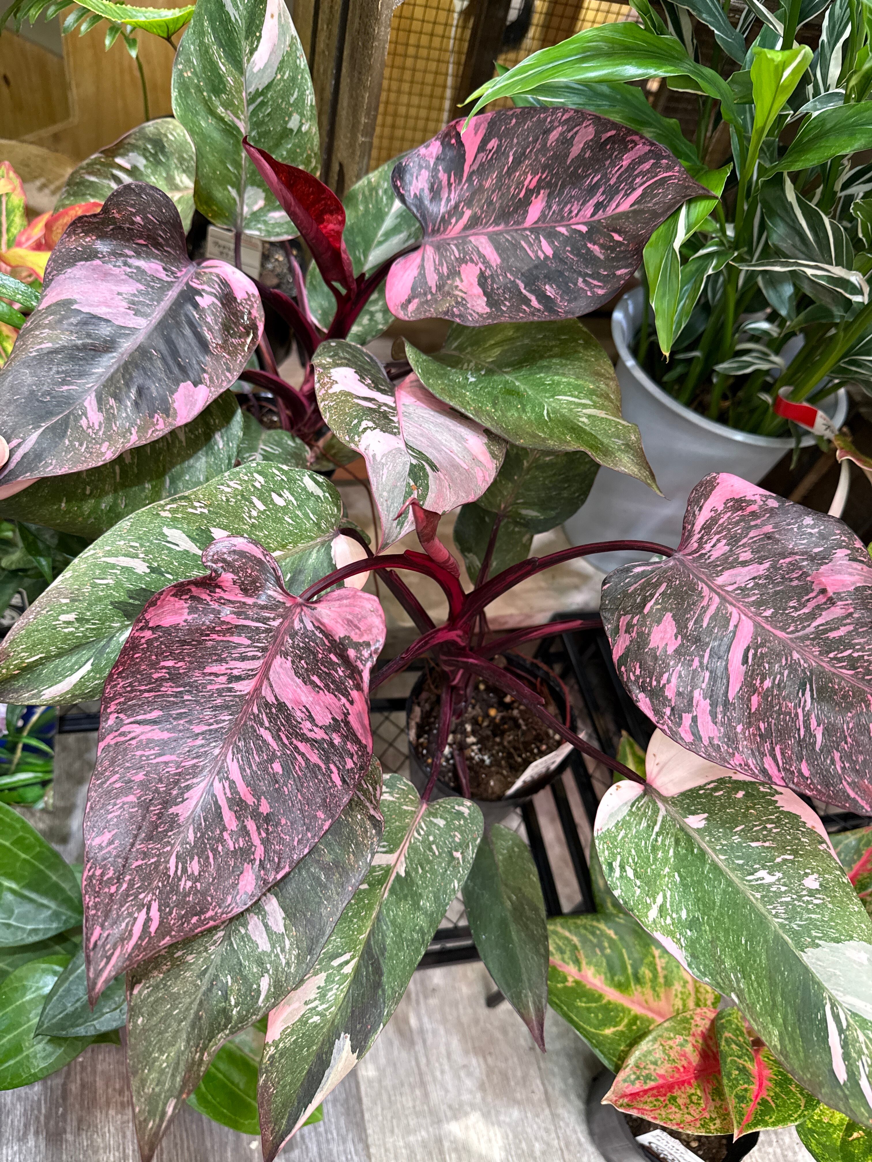 フィロデンドロン • パーシモンプリンセス 57 フィロデンドロン