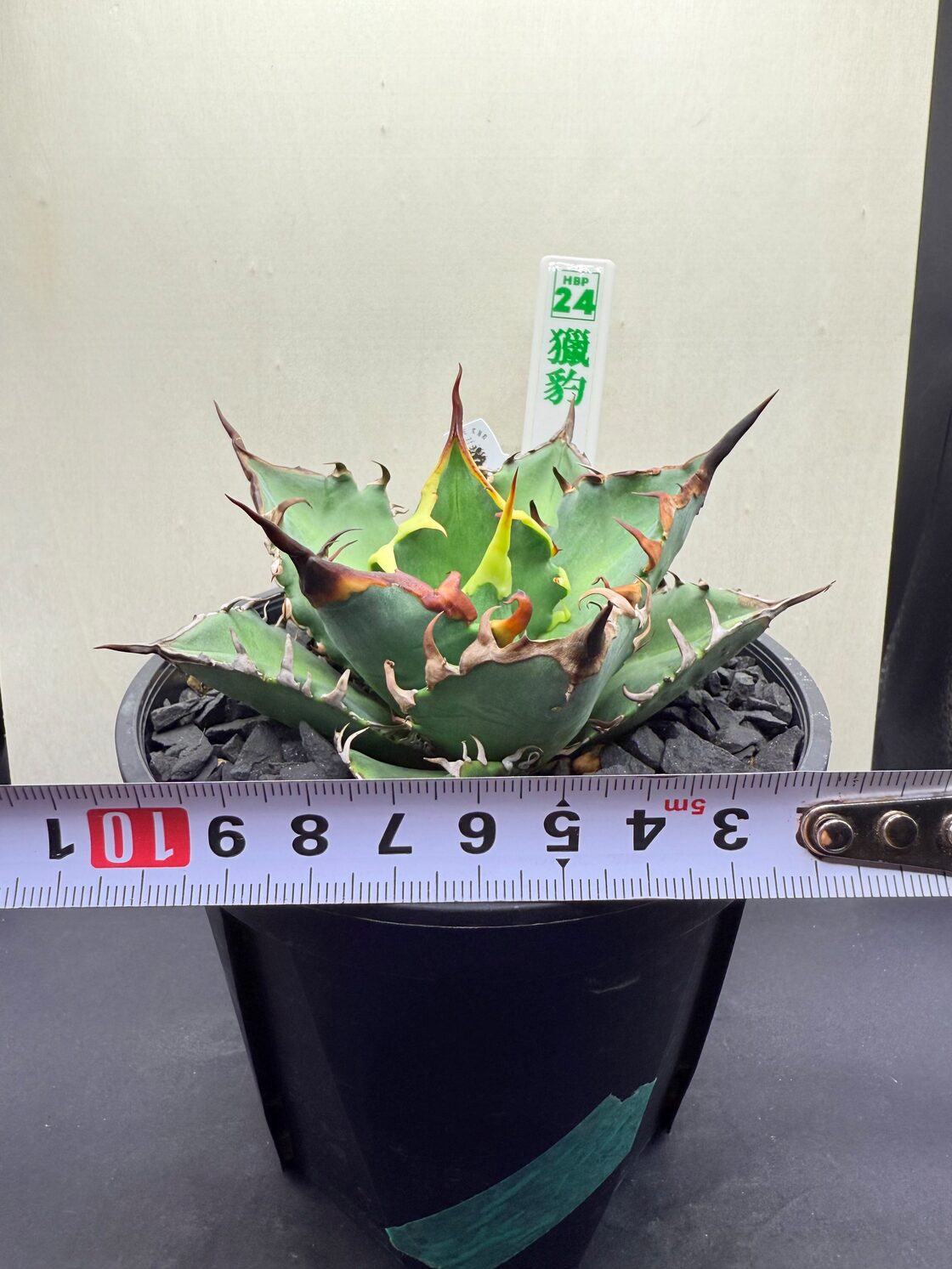 01 台湾 Agave titanota cheater 獵豹チーター cho産 | Pay ID