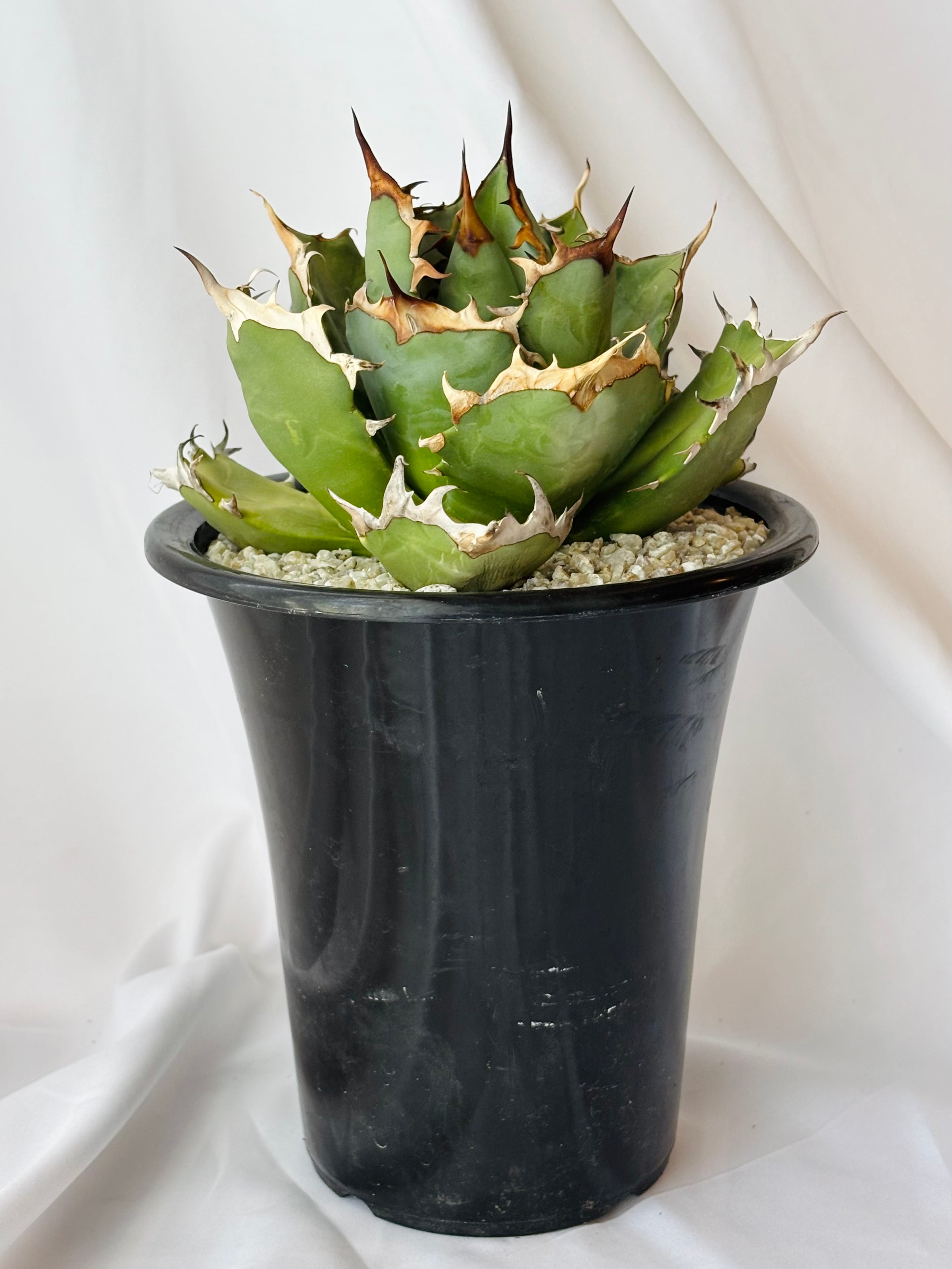 F30 【パンダ園芸】多肉植物アガベ agave チタノタ　強棘霸王竜（sp新種）台湾輸入発根済み アガベ チタノタ Agave Titanota 多肉植物｜Yahoo!フリマ（旧PayPay