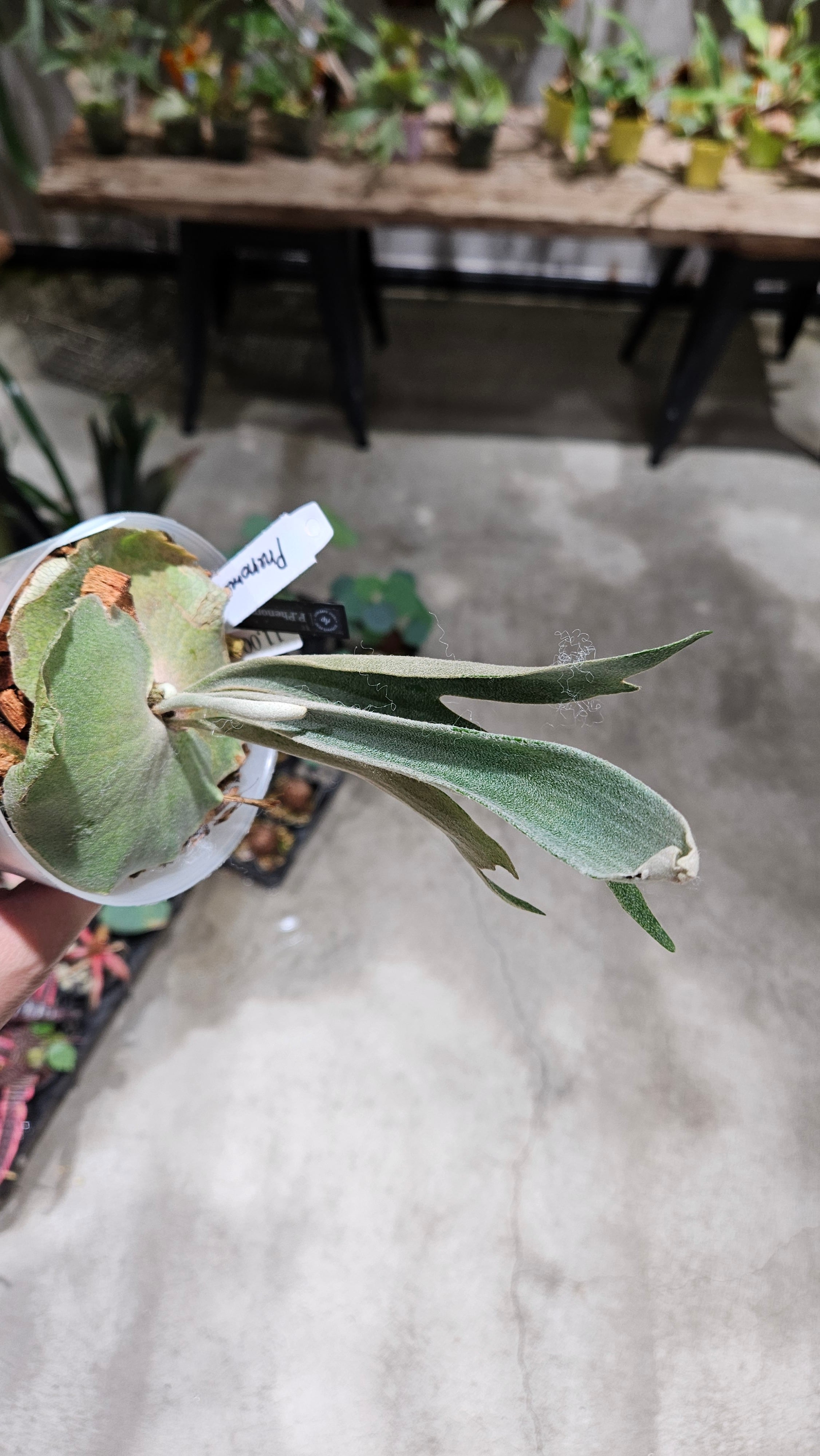 P.Phenomenal Sporelings 【 artPLANTs/PLANTS GARAGE 】ビカクシダ