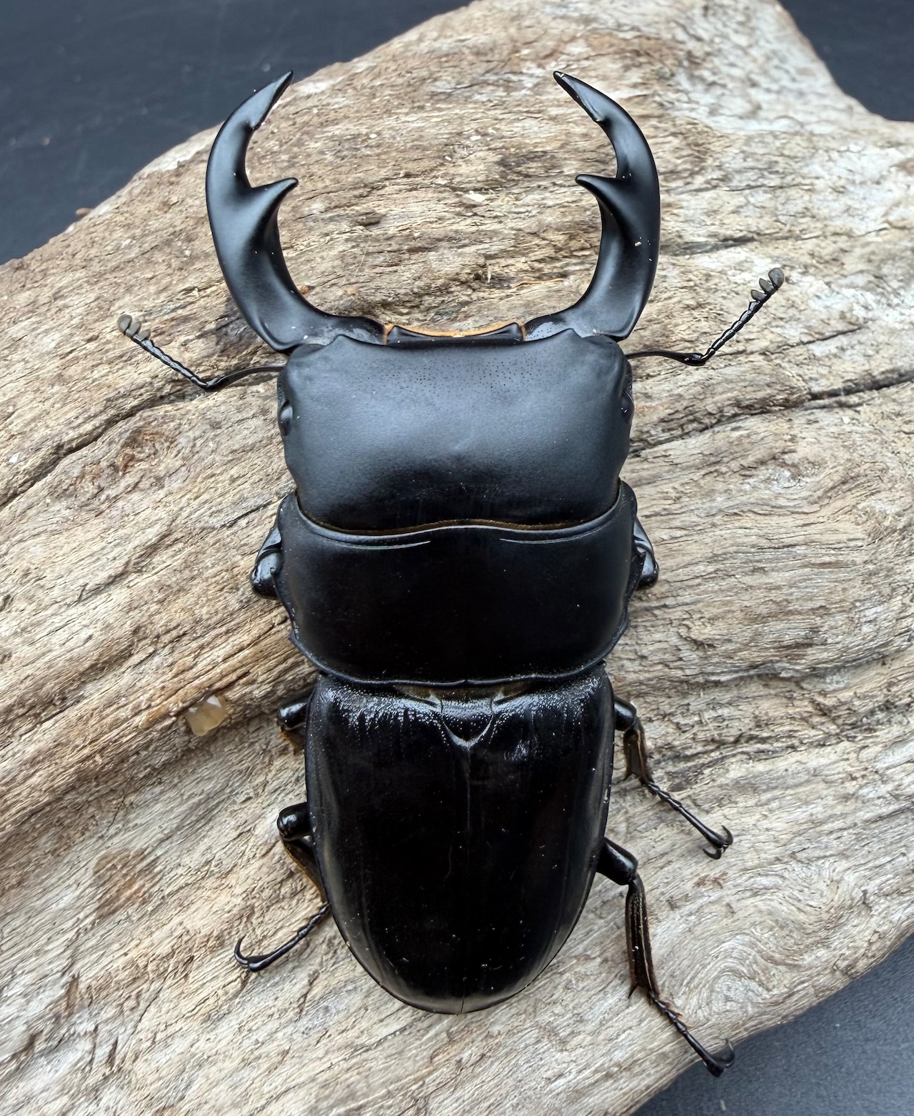 【WD】《ジャワパリーオオクワ 67.5mm A’品ペア》