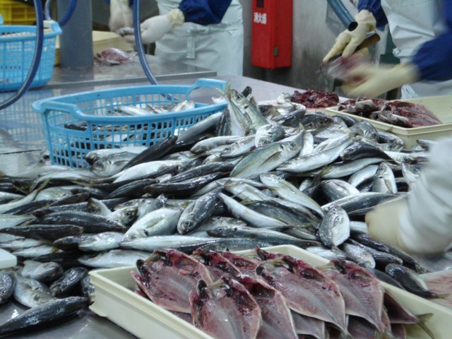 あじ開き（１尾160g～）