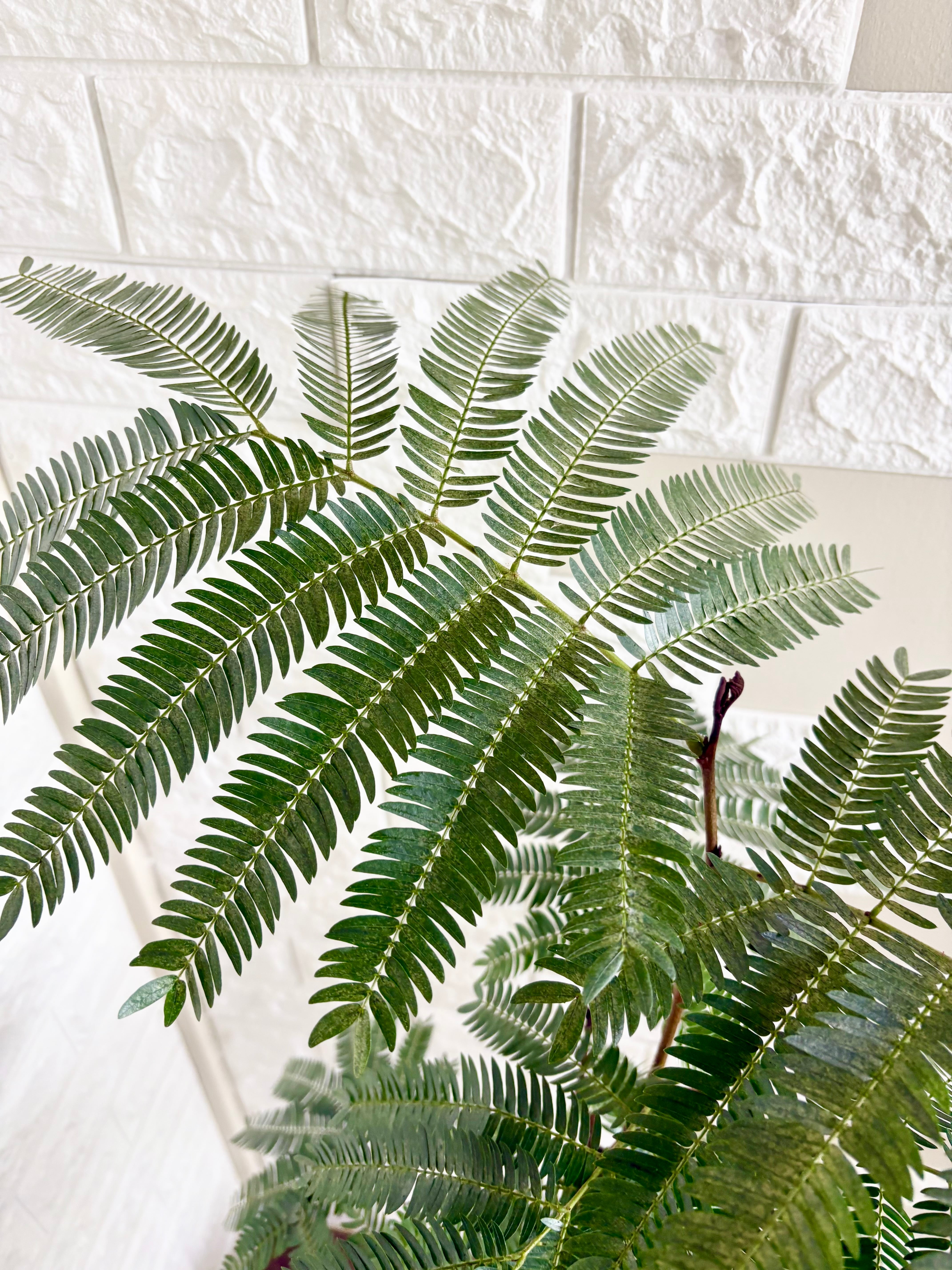 エバーフレッシュ⭐️曲がり⭐️観葉植物 | 観葉植物のお店 feerie