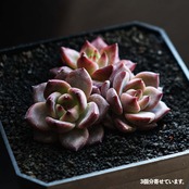 一部発根済カット苗 デアデビル Echeveria 'Daredevil'