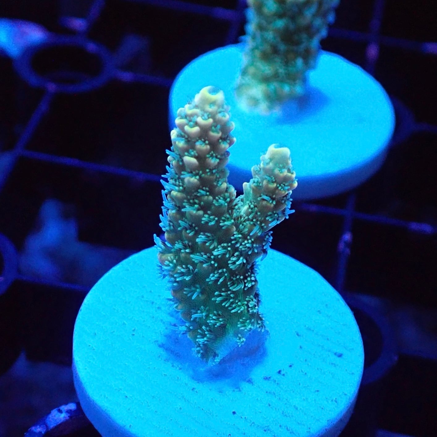 お取り寄せ商品】【ADA】DOOA ネオグラスウッドベース 200x200 | BLUE
