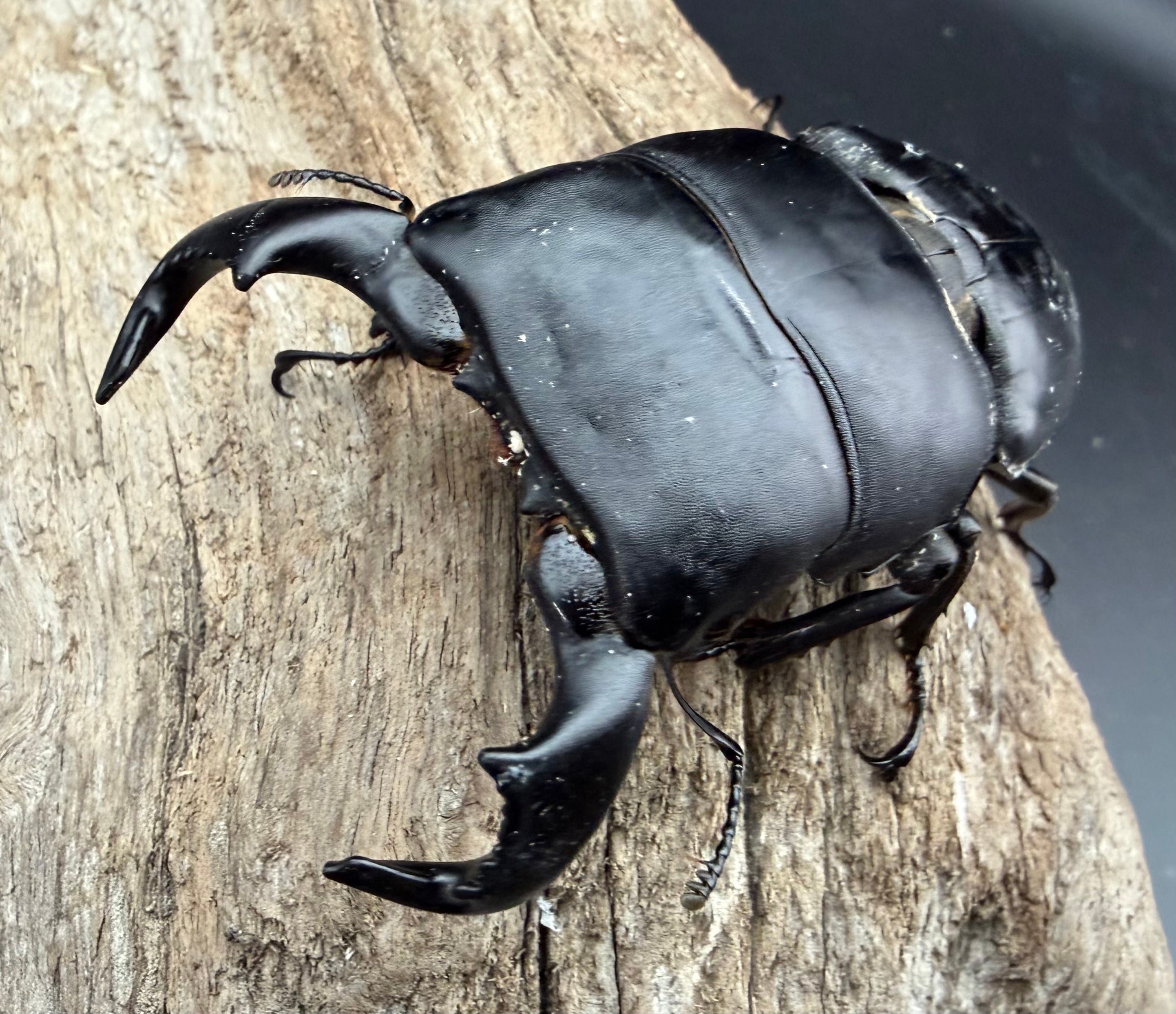 ヒラタクワガタの仲間 | KPW公式オンラインショップ