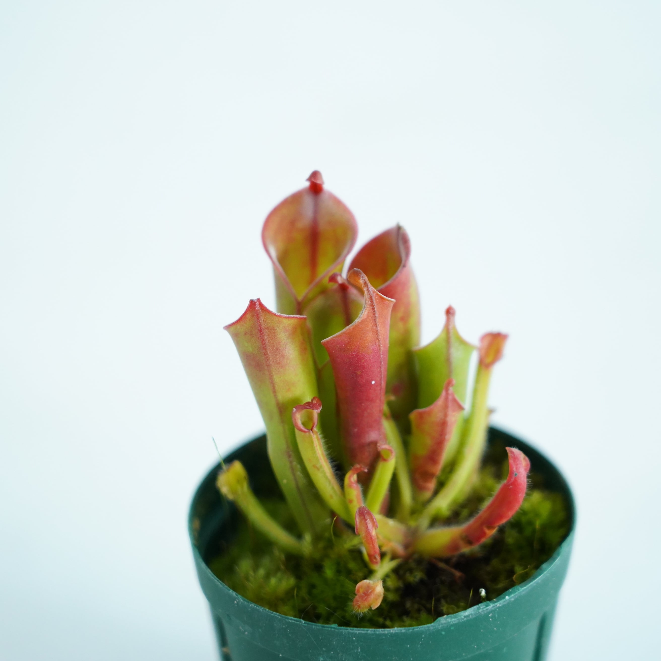 ヘリアンフォラ 食虫植物 H.minor ヘリアンフォラ Heliamphora (heterodoxsa × minor)【食虫植物】 苔