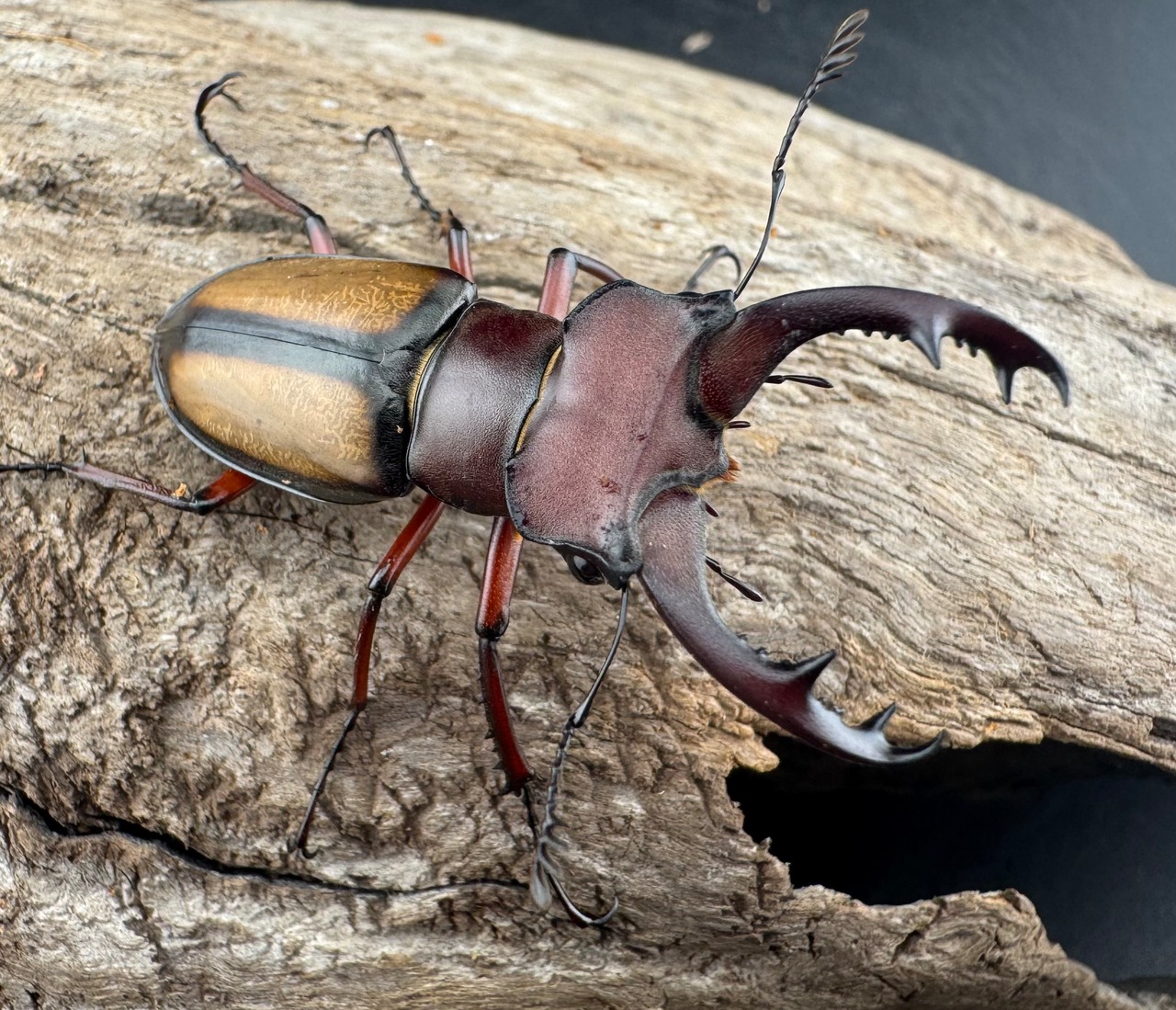 【WD】《ラエトゥスミヤマクワガタ 43mm ペア》