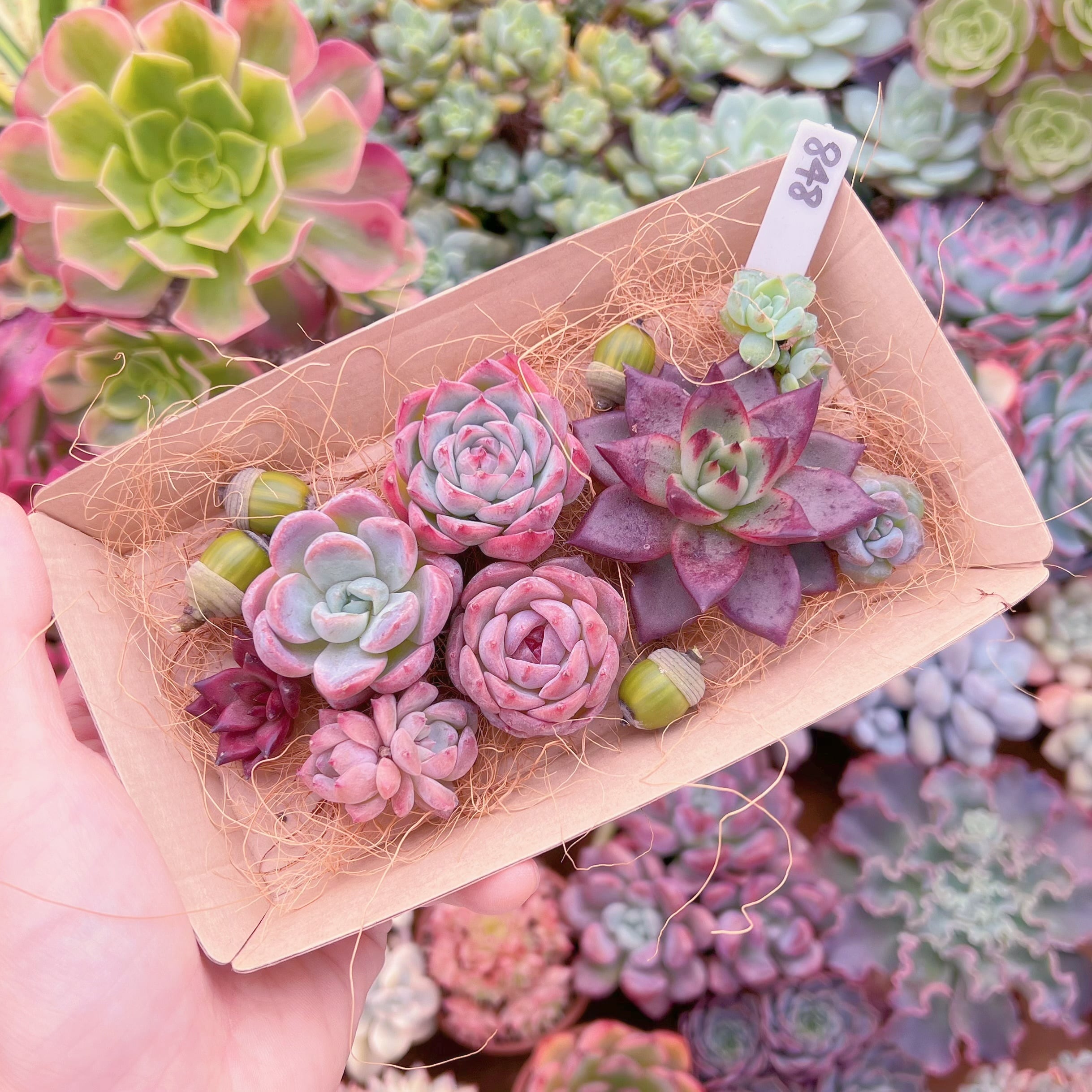 現品　多肉お弁当#848   るる農園