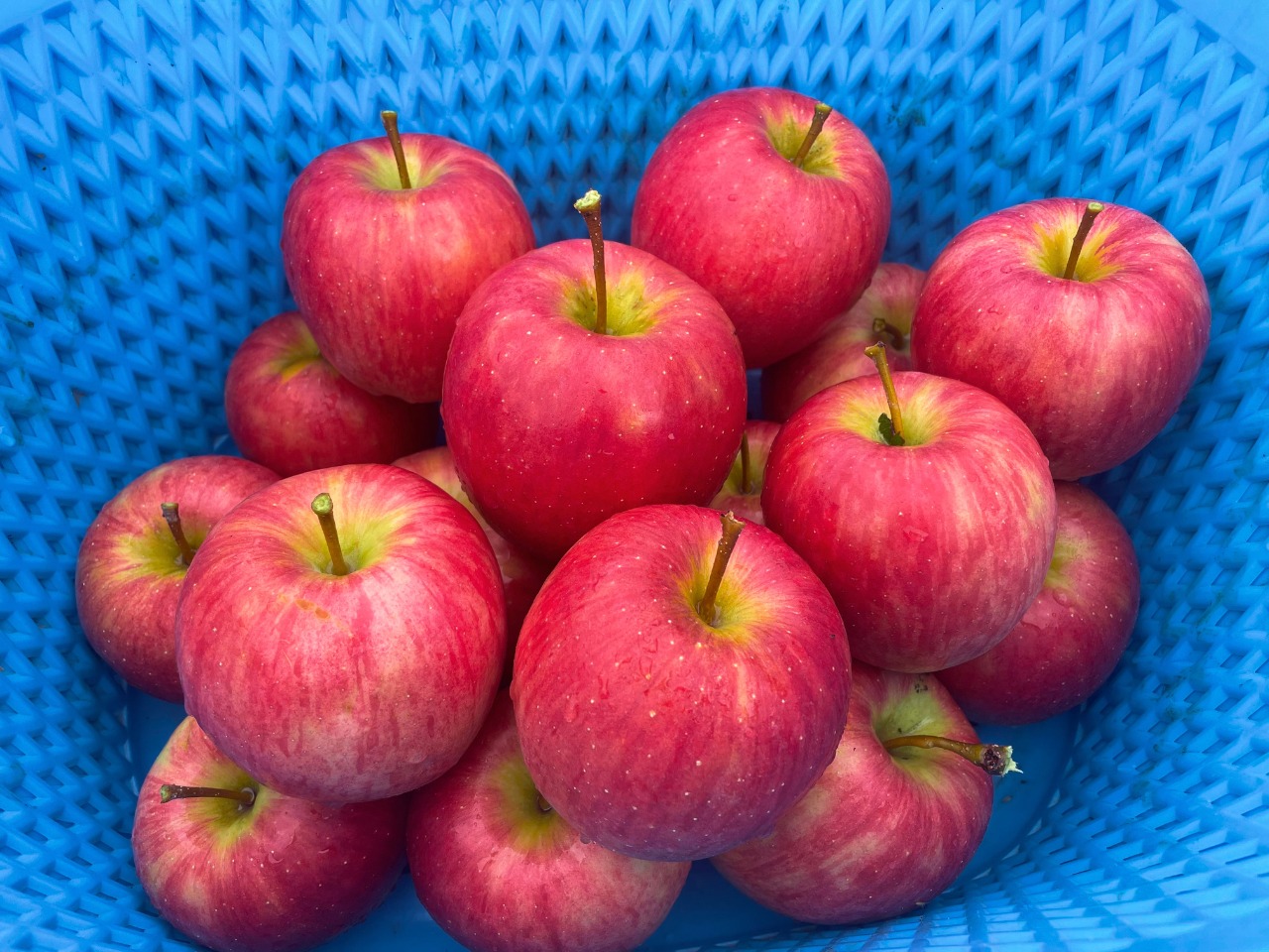 馬糞たい肥で育てたUMAPPLE2kg ※施設