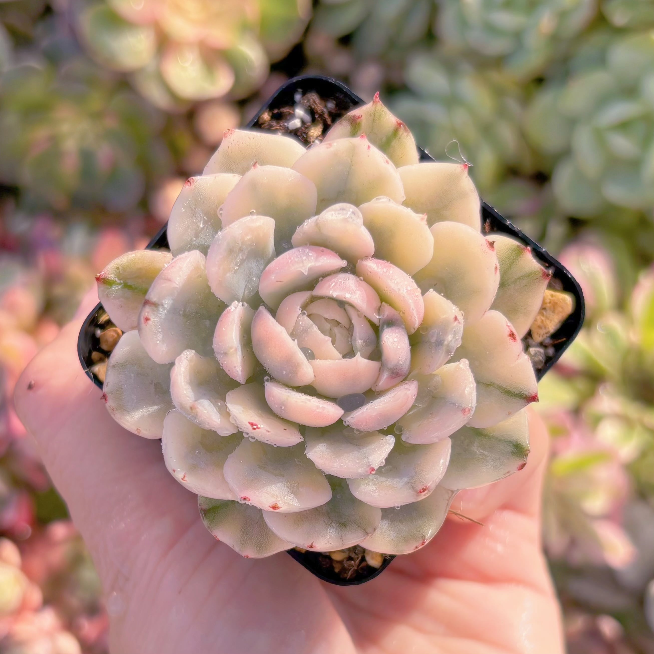 現品　クリームベリー錦#A054　るる農園