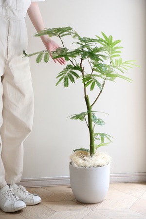 【L/94cm】エバーフレッシュ /Pithecellobium confertum ever fresh