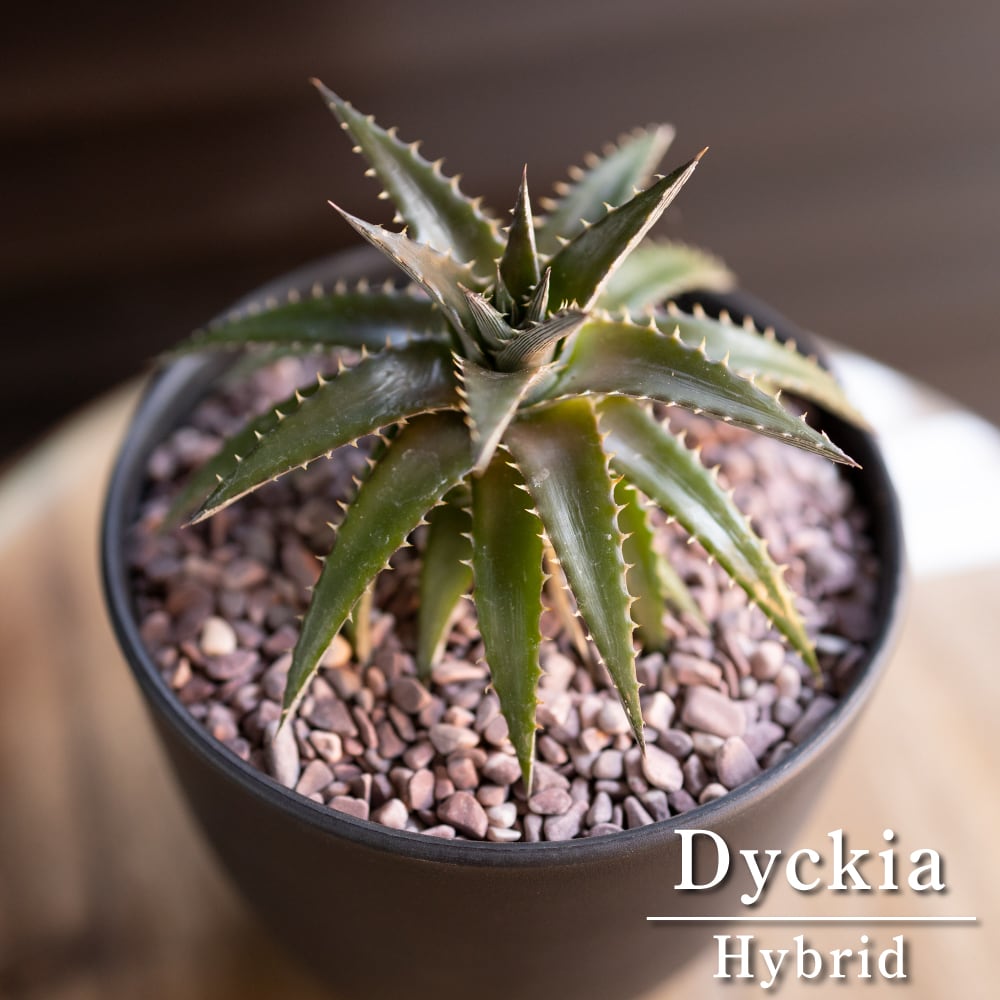 Dyckia ディッキア ハイブリッド 交配種 子株付き 多肉植物 サボテン