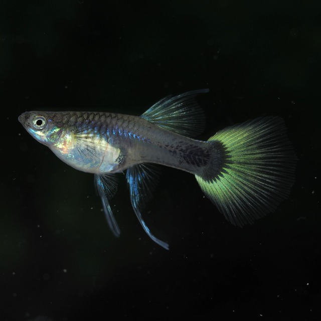 Taxiリボン　若魚1カルテット＋おまけメス1匹