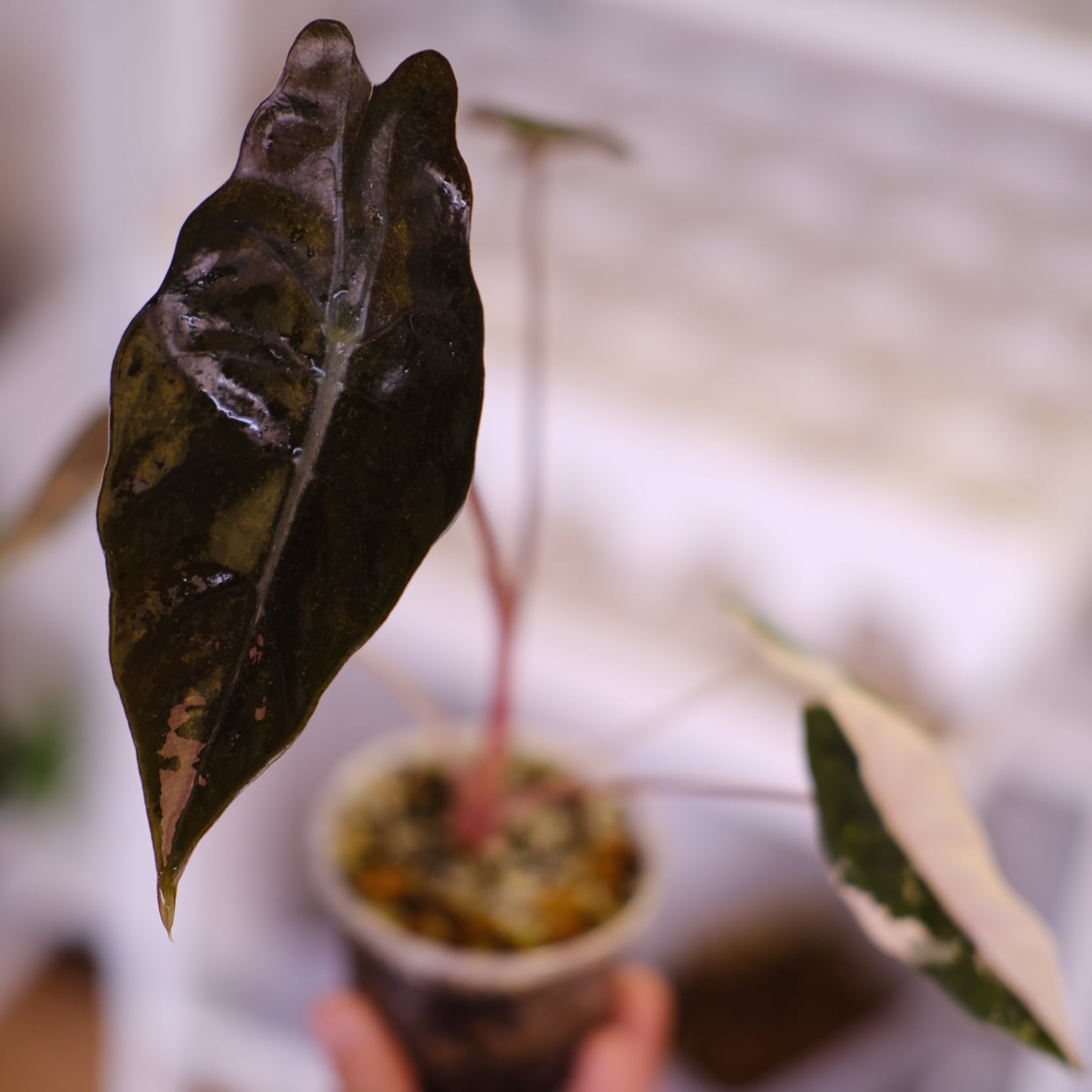 Alocasia chantrieri pink│アロカシア シャントリエリ ピンク⑤