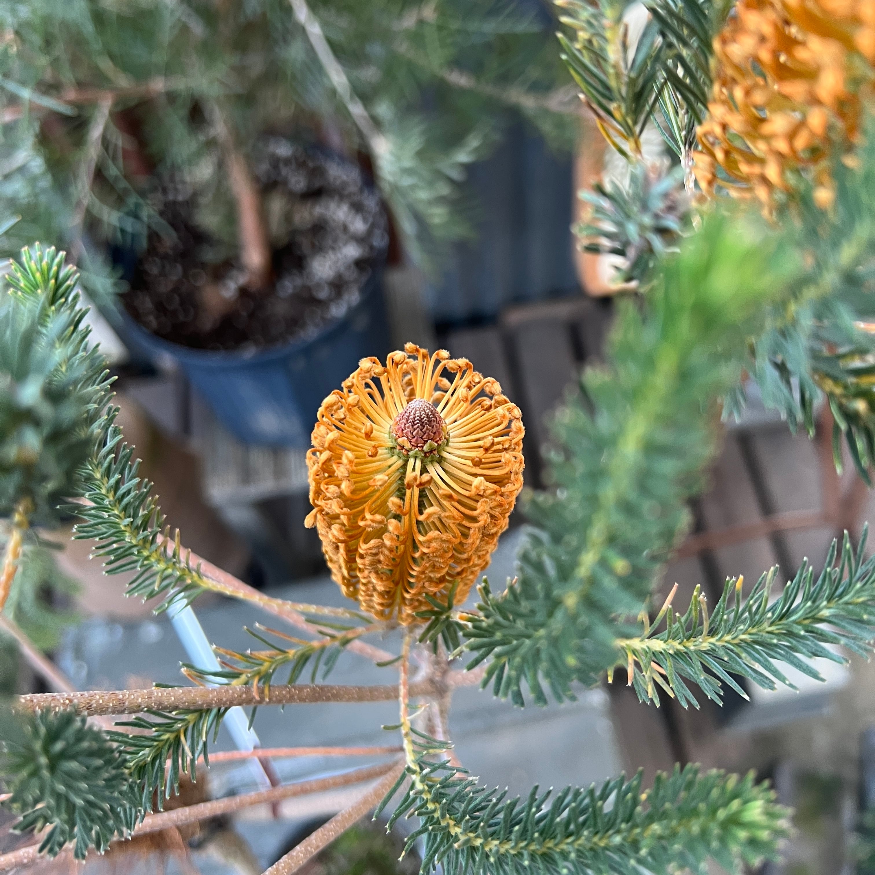 バンクシア リトルエリック | 沼ノ上農園