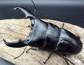 【WD】《スマトラオオヒラタ アチェ産 95mm ペア》