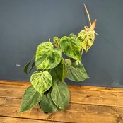 【現品】2026年 レア観葉福袋 50000円