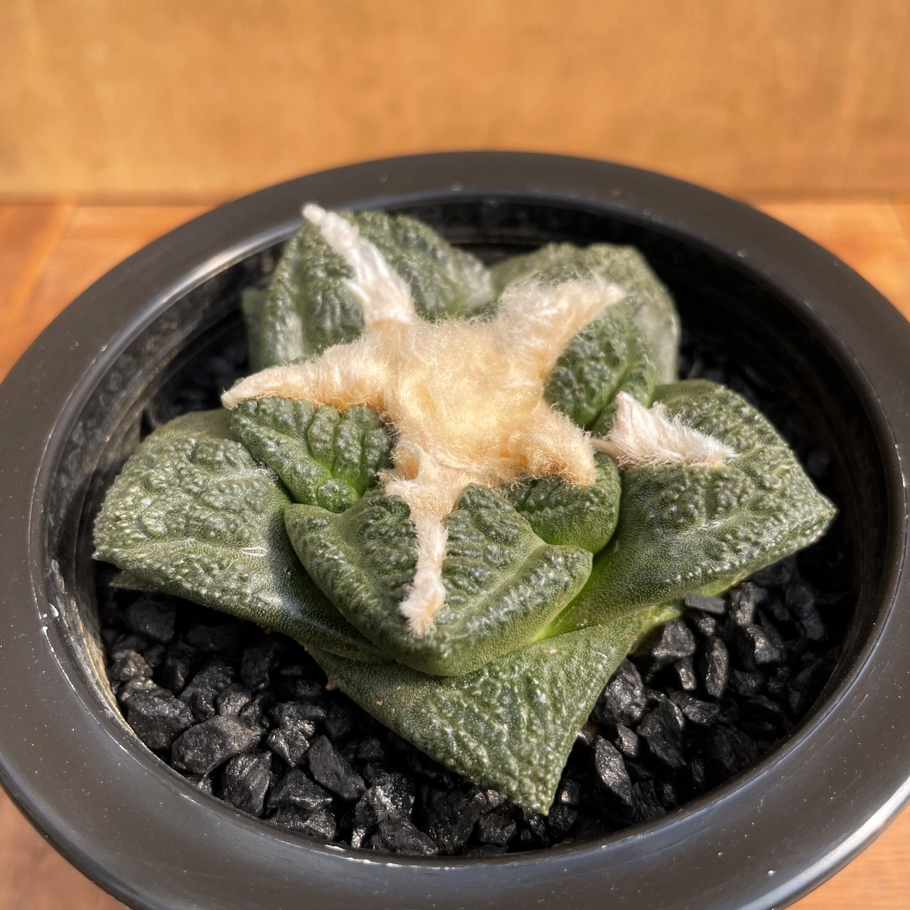 Ariocarpus fissuratus 【アリオカルプス・亀甲牡丹】