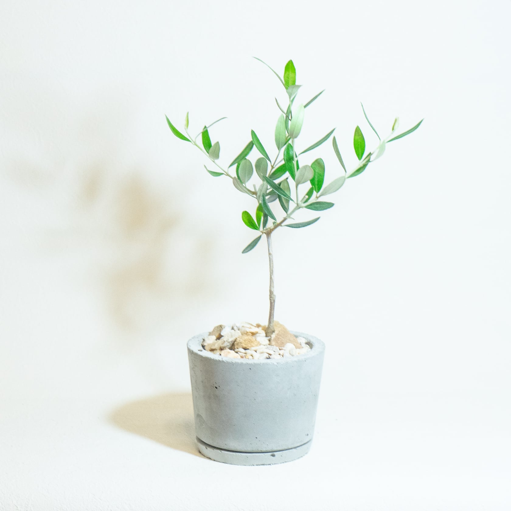 ＼送料無料／≪ 観葉植物 ≫お庭やベランダで育てるオリーブの鉢植え｜ざらっとした風合いの手づくりモルタル鉢