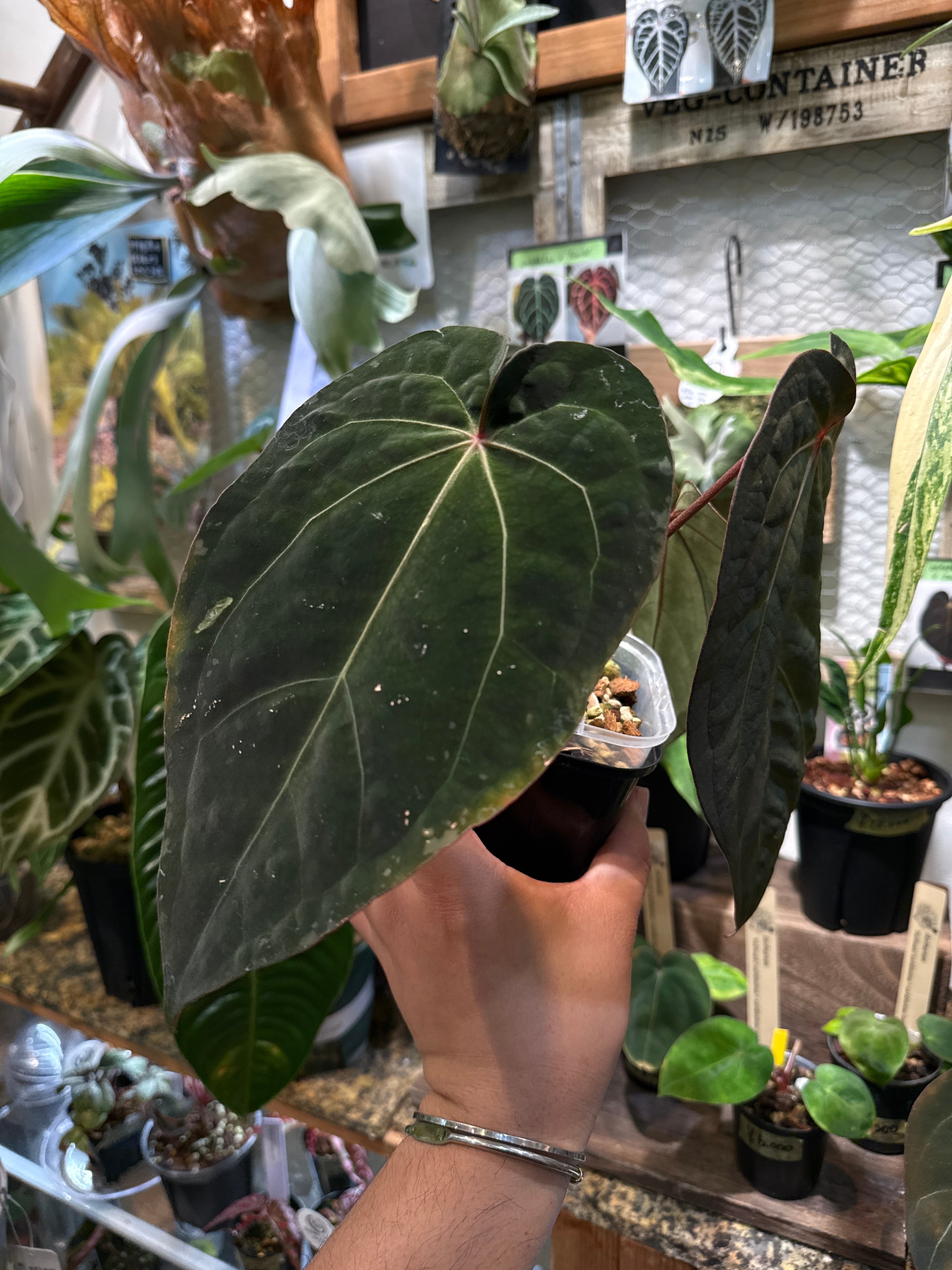 岸本ウラチ　シリケンイモリ　サングワァー 053 Anthurium Zara / Michelle(F3) x antolakii'Yard' | Gardenえん