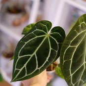 Anthurium chocolate × Anthurium Red crystallinum NSE｜アンスリウム ココレート × レッドクリスタリナム③｜観葉植物