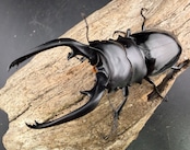 【WD】《インターメディアツヤクワガタ ネグロス島産 100mm ペア》