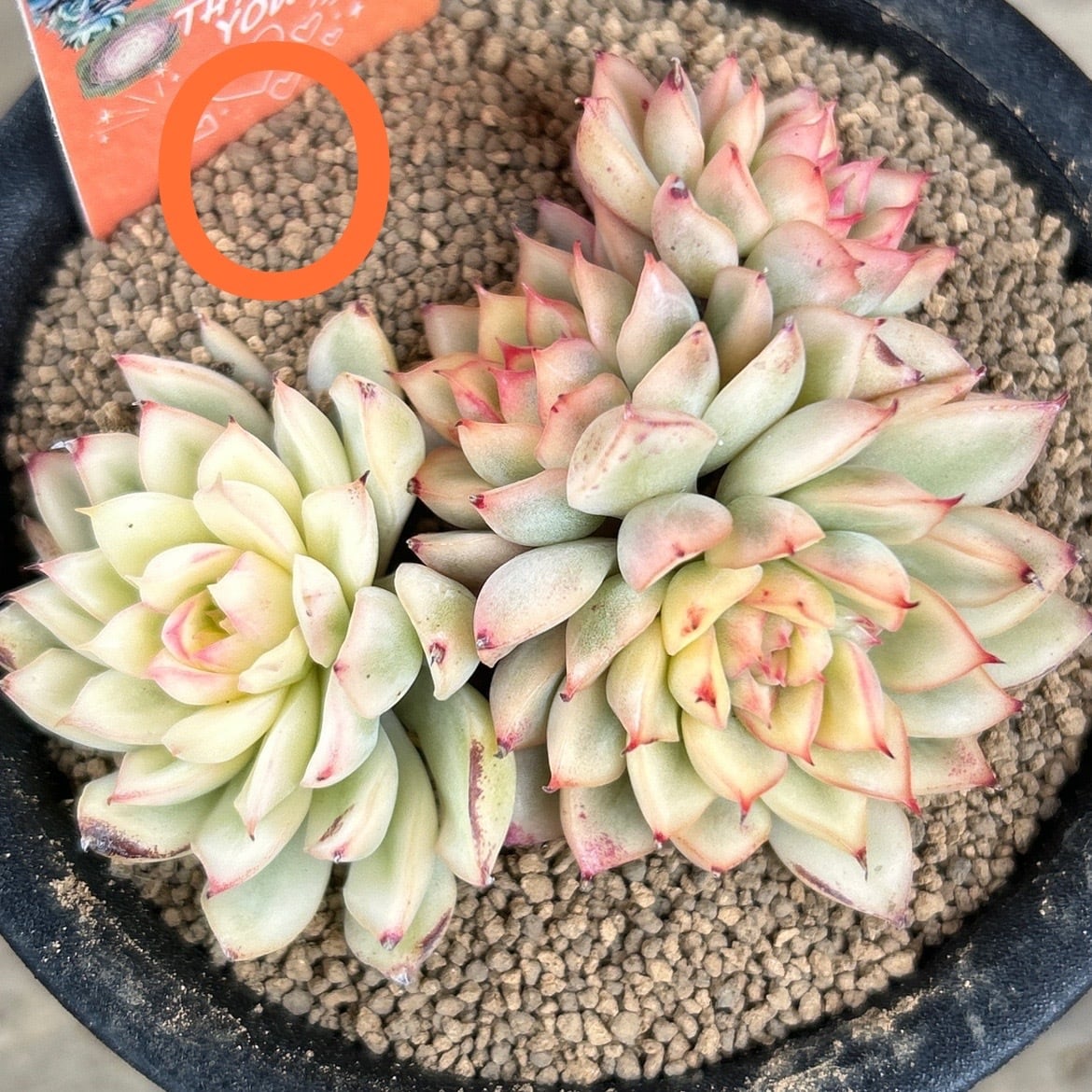 メビナ錦(お一つお選び下さい | RuPo 多肉植物専門店