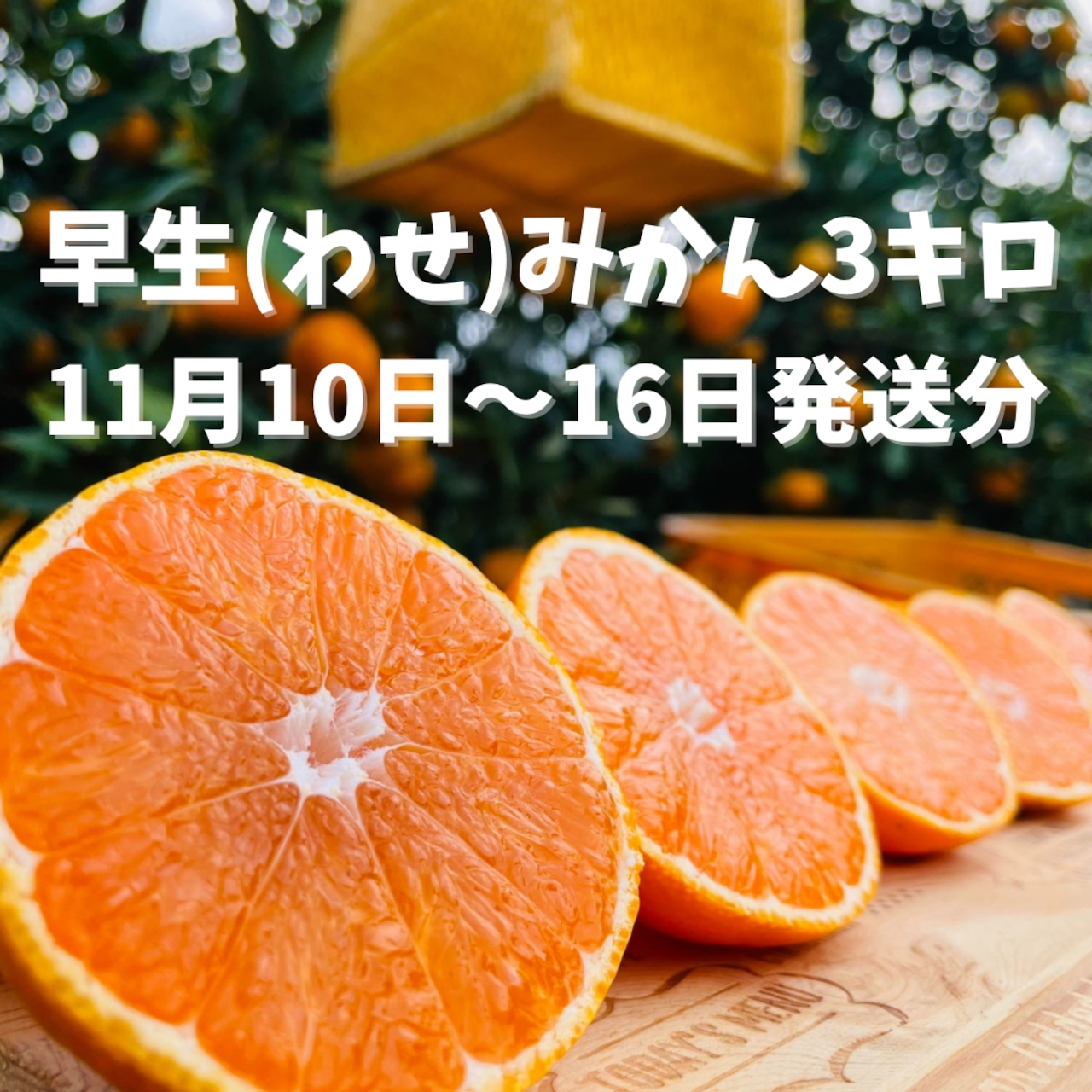 【11月10日-16日発送分】通販の虎早生みかん(3kg)