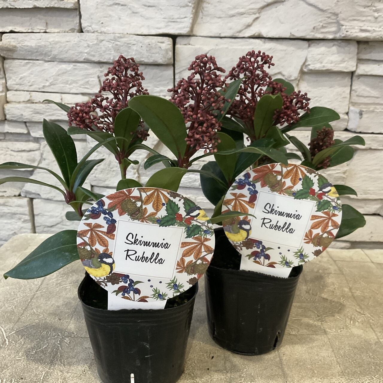 フリル咲きパンジー シエルブリエ 3.5寸ポット | 橋本種苗園