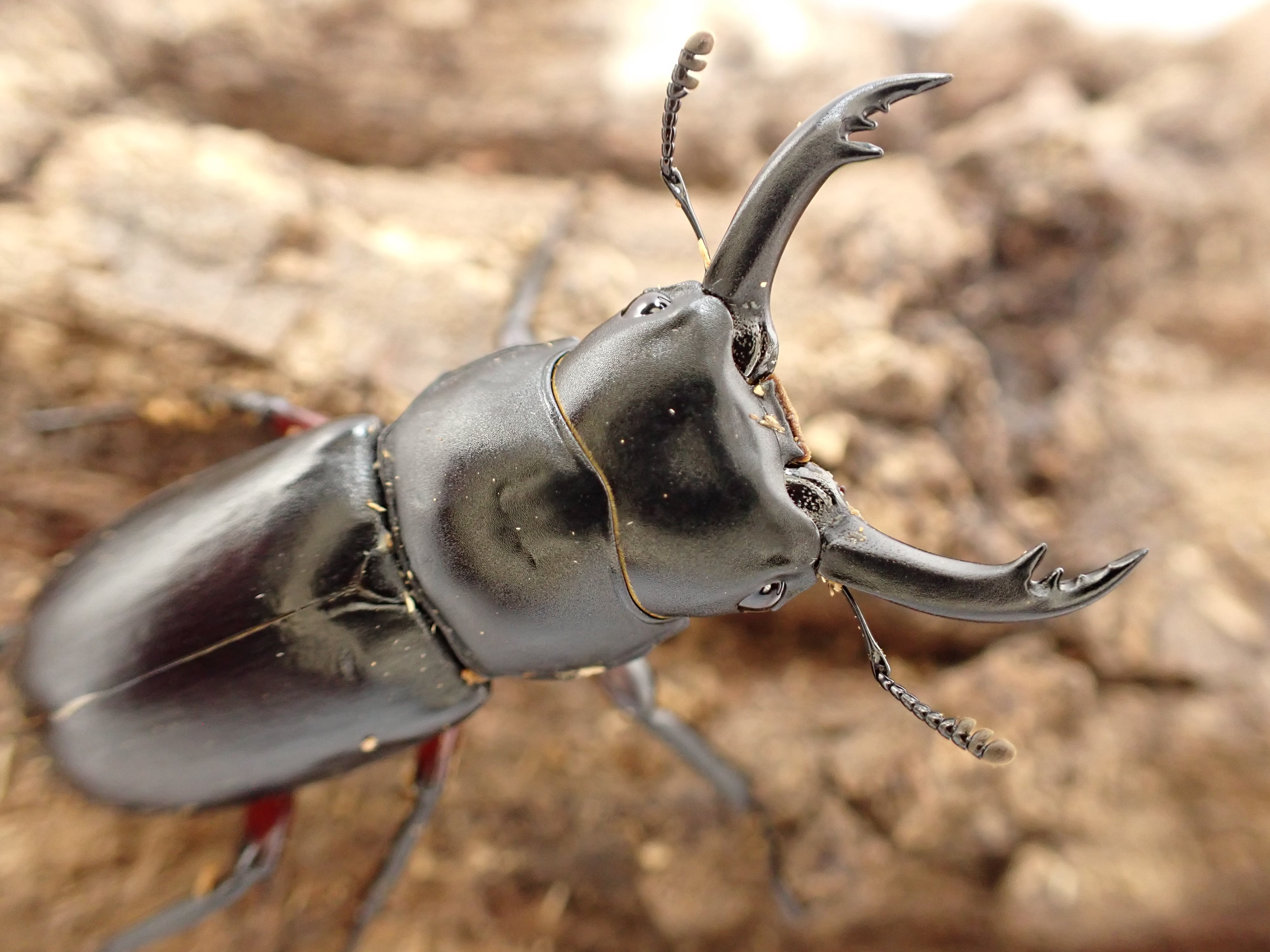 詳細産地ありアマミシカクワガタ ペア④♂43㎜×♀31㎜ |