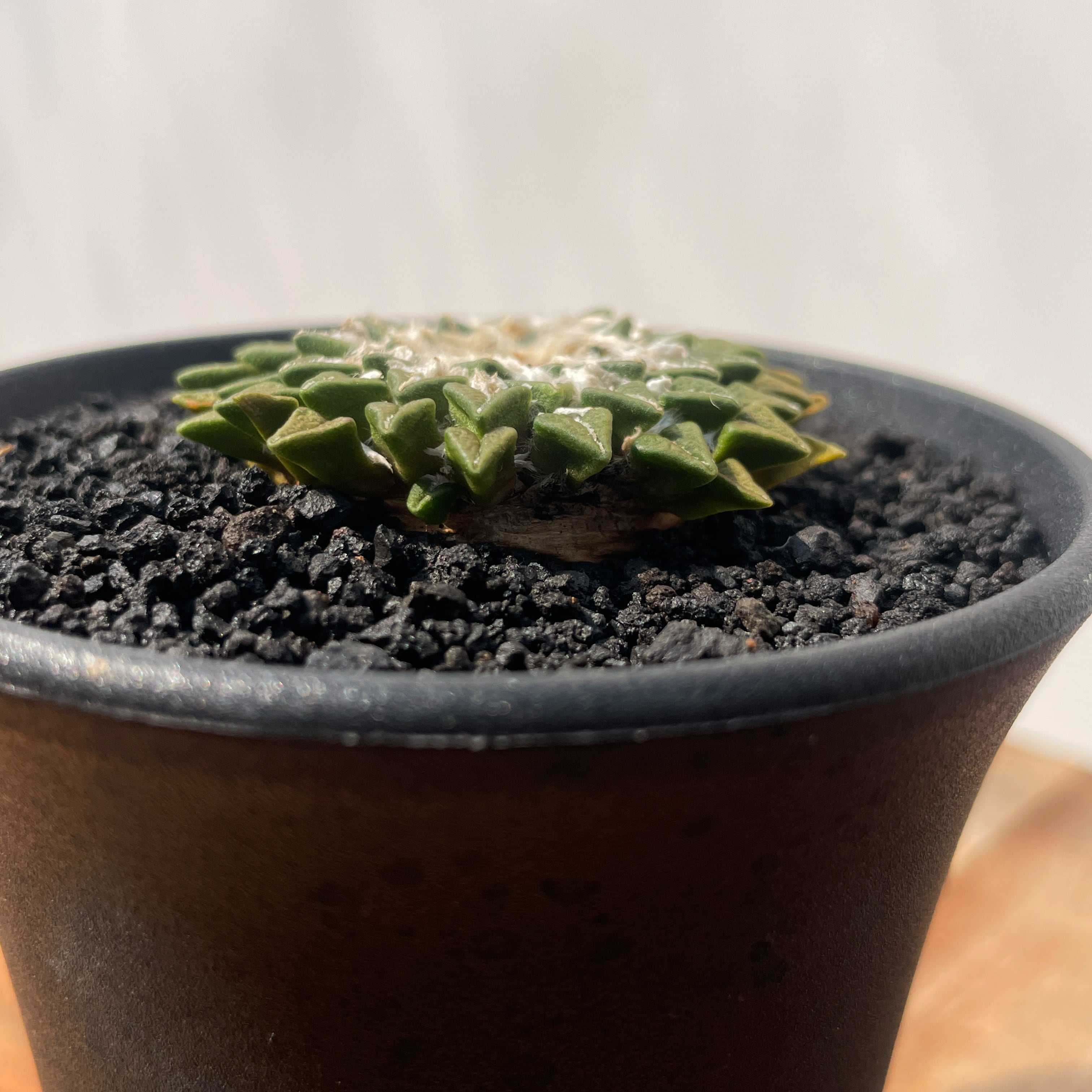 Ariocarpus kotschoubeyanus【アリオカルプス・姫牡丹・実生