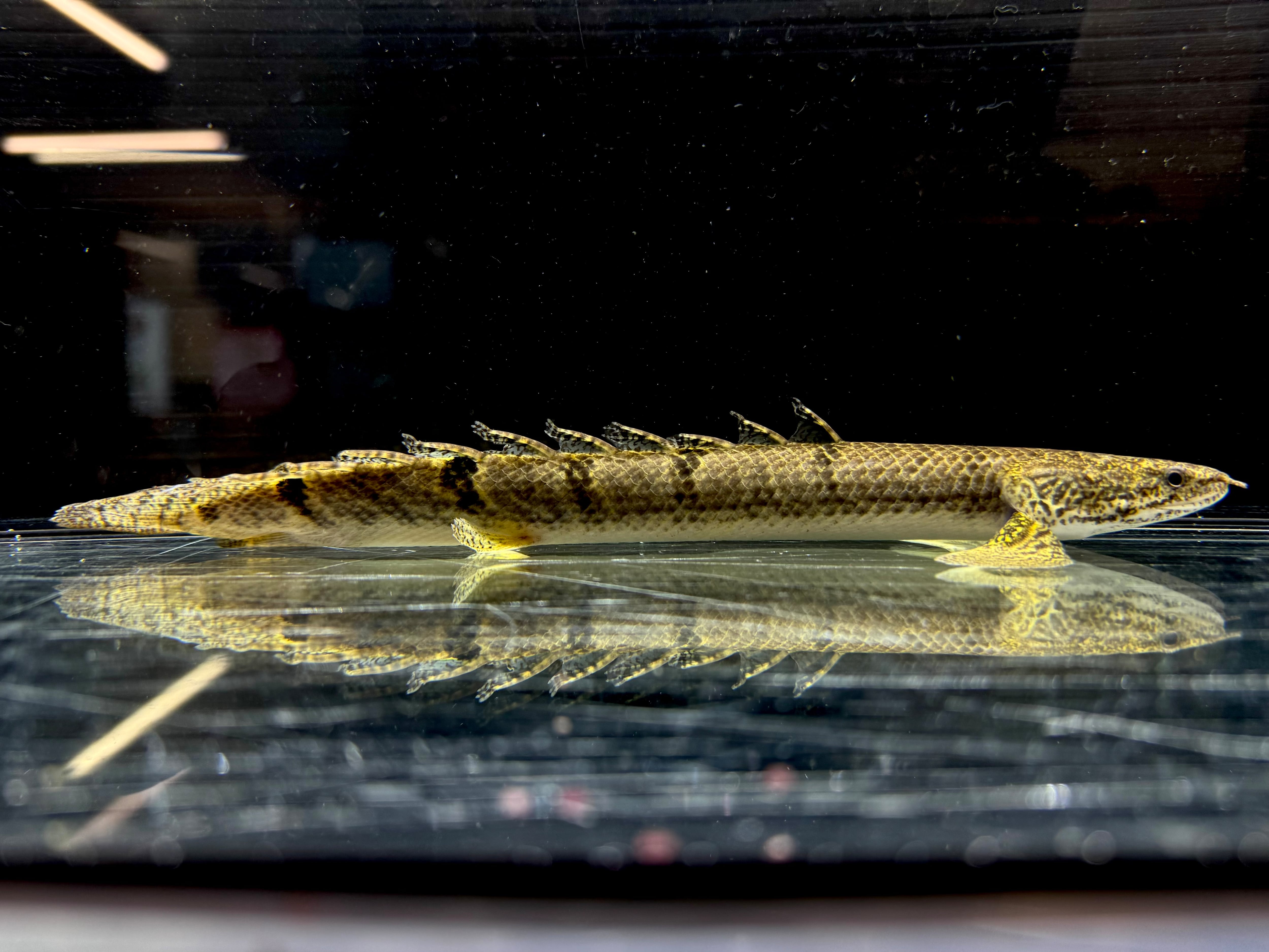 ポリプテルス | AQUASTYLEG