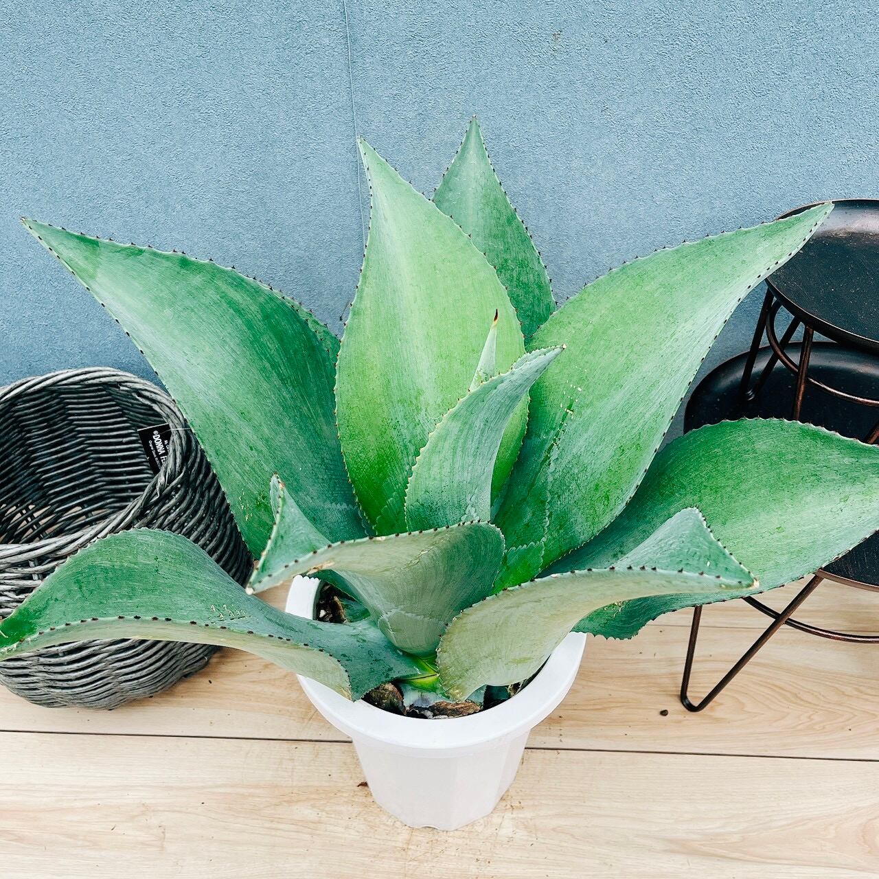 現品］10番 アガベ セルシー 8号 観葉植物 レア 斑入り 大型 綺麗 屋外